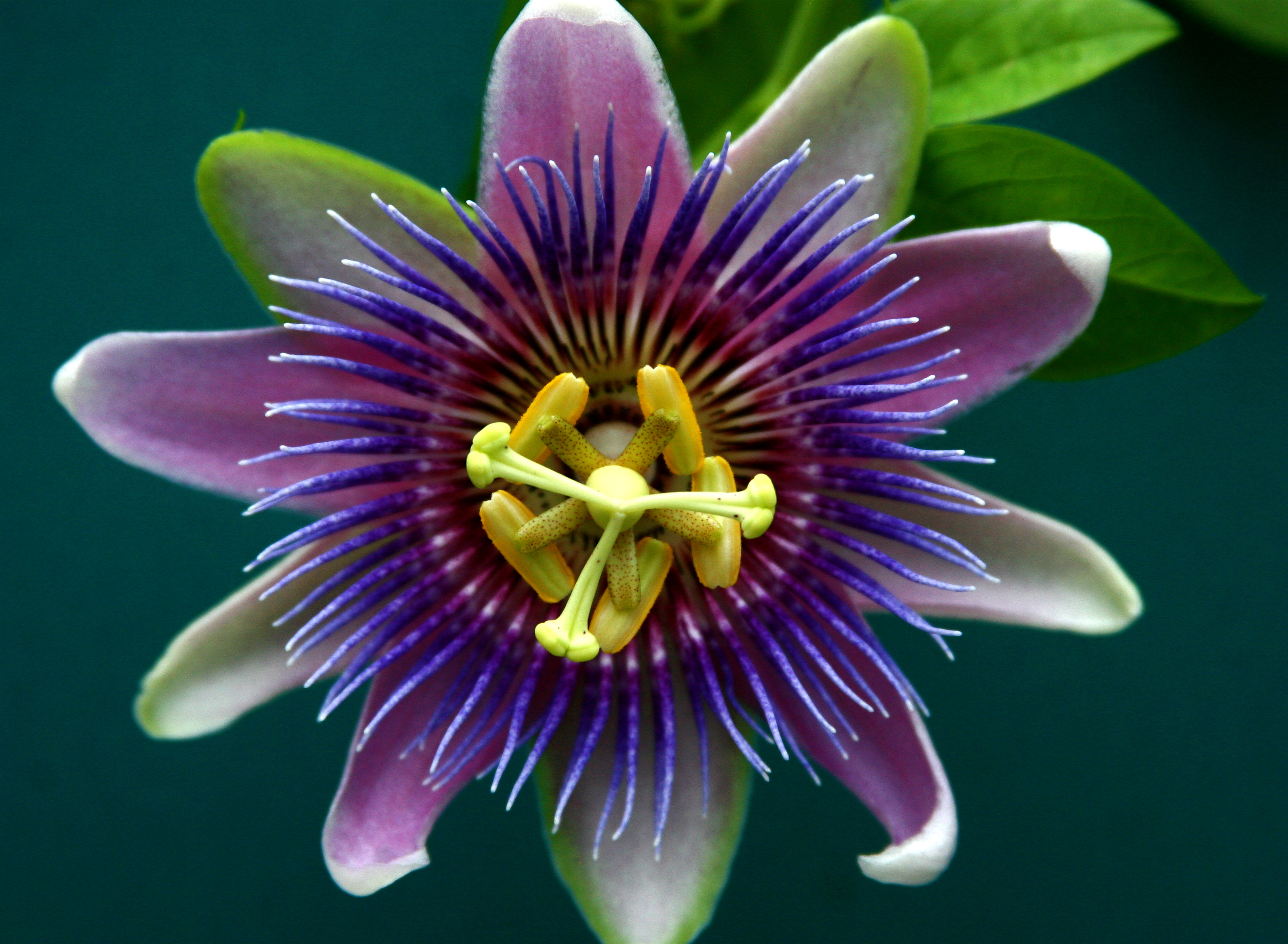 Scent & Sensibility: The Passion Flower | HuffPost