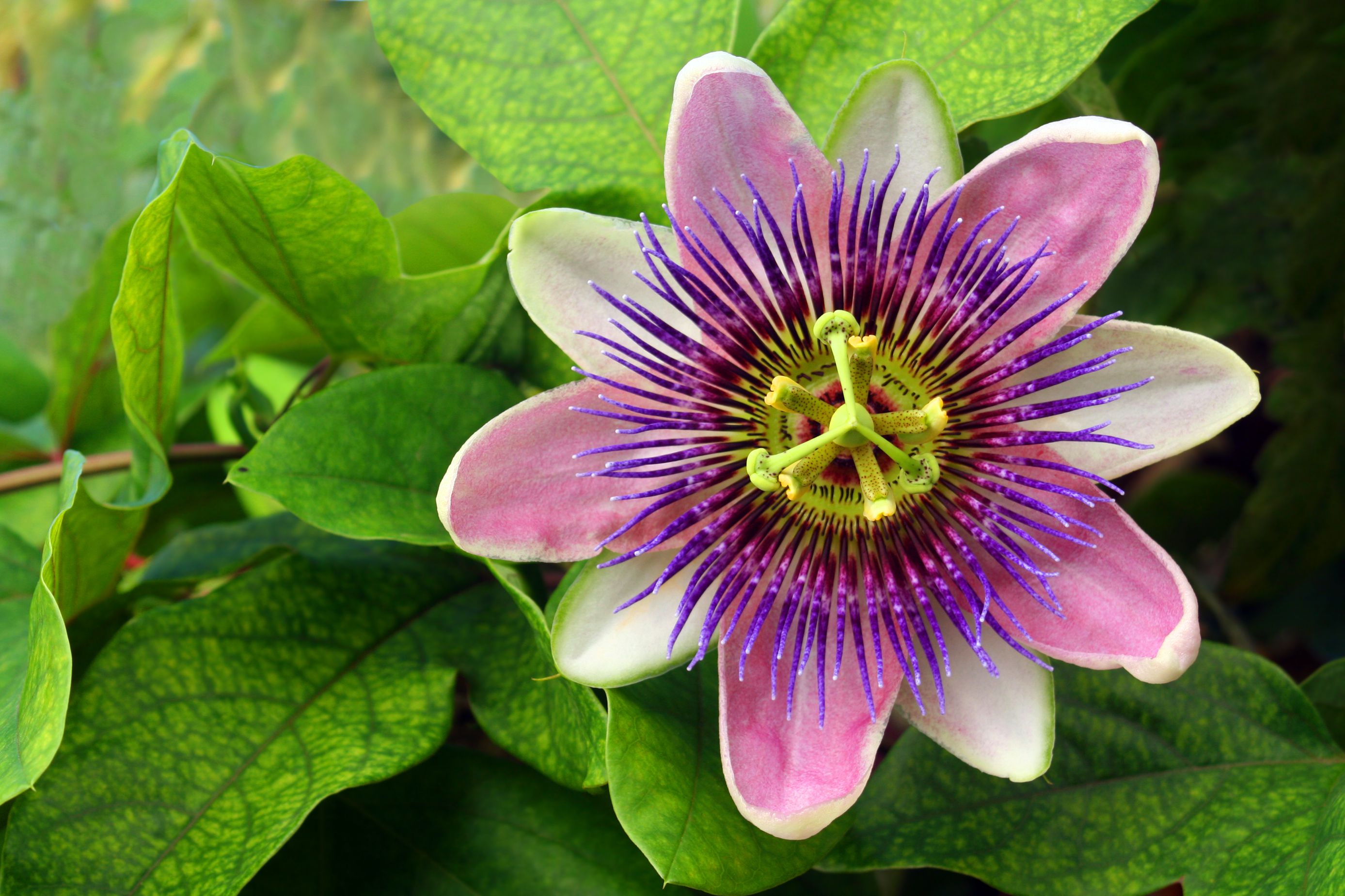 How to Grow Passion Flower Indoors
