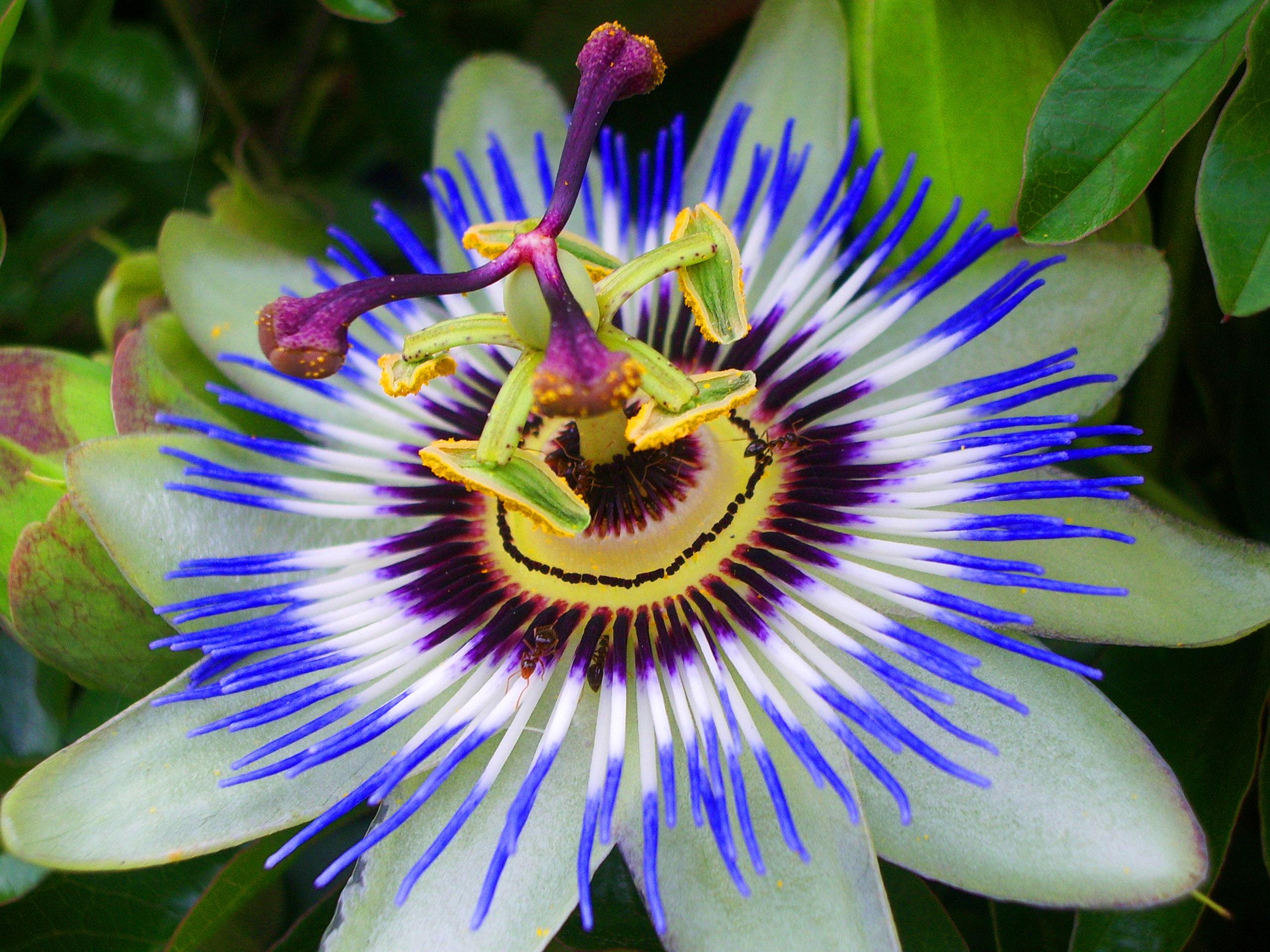 Passion Flower | Sam W. Hitt Medicinal Plant Gardens