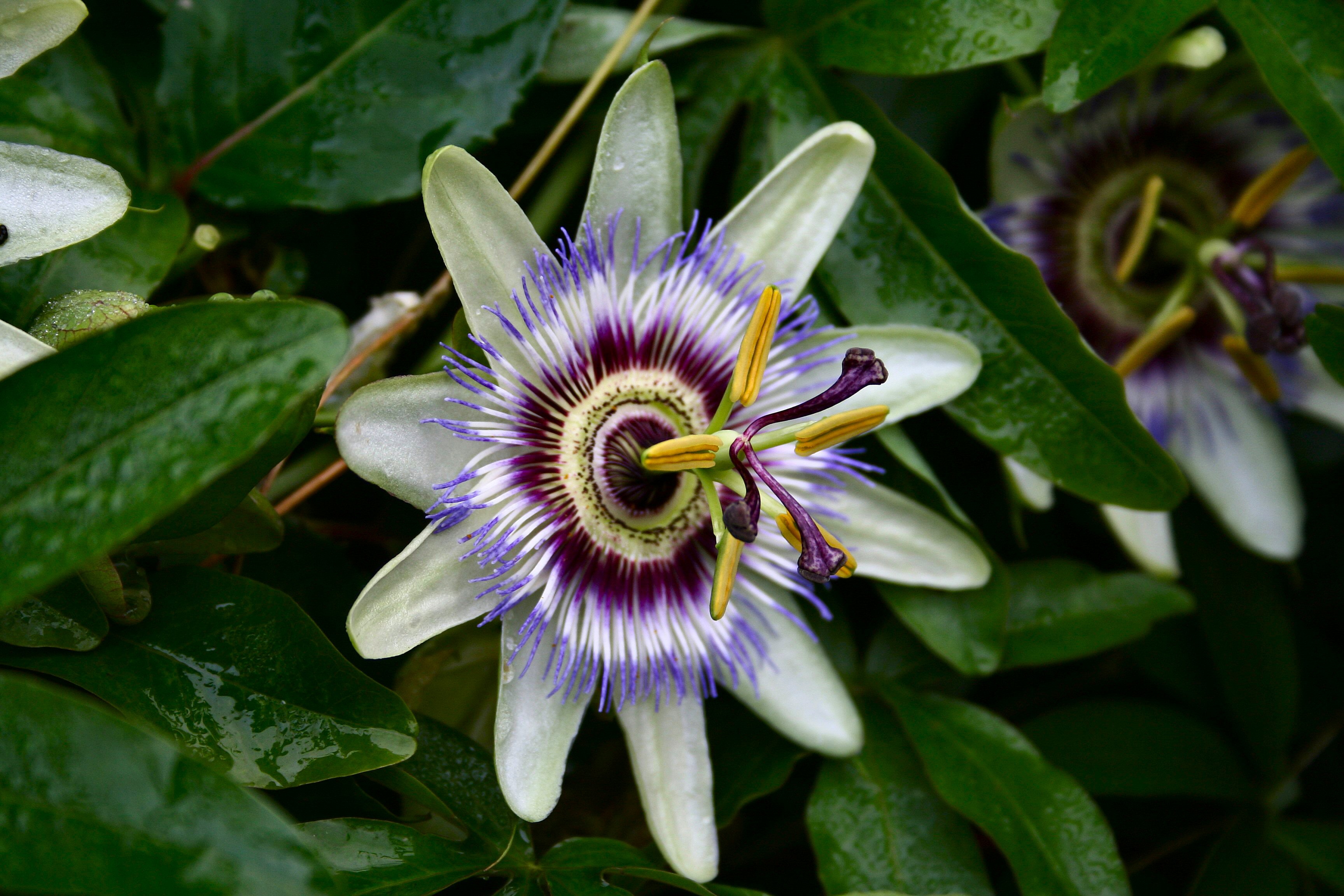 File:Blue Passion Flower (Passiflora caerulea).JPG - Wikimedia Commons