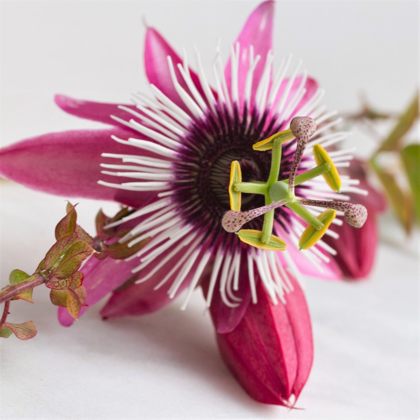 Passion Flower Passiflora Victoria (Edible Fruit!) – Easy To Grow Bulbs