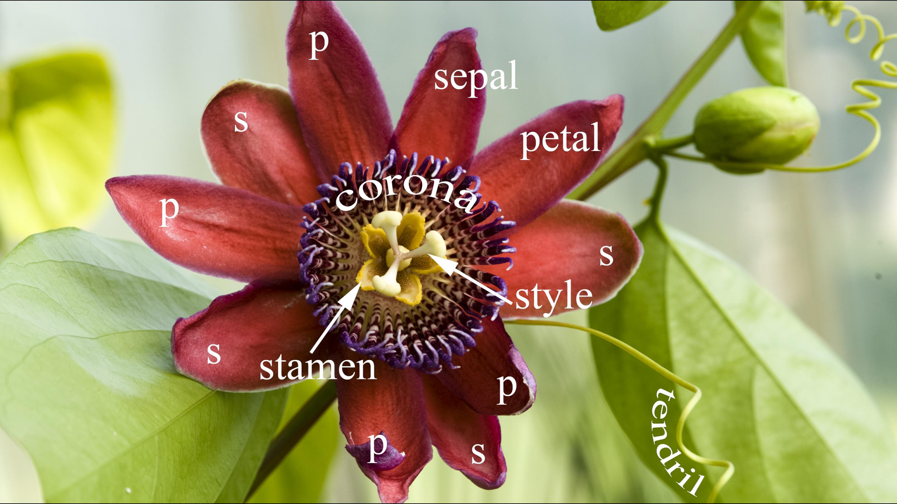 A Passion for Passion Flowers | Kew Science Blog