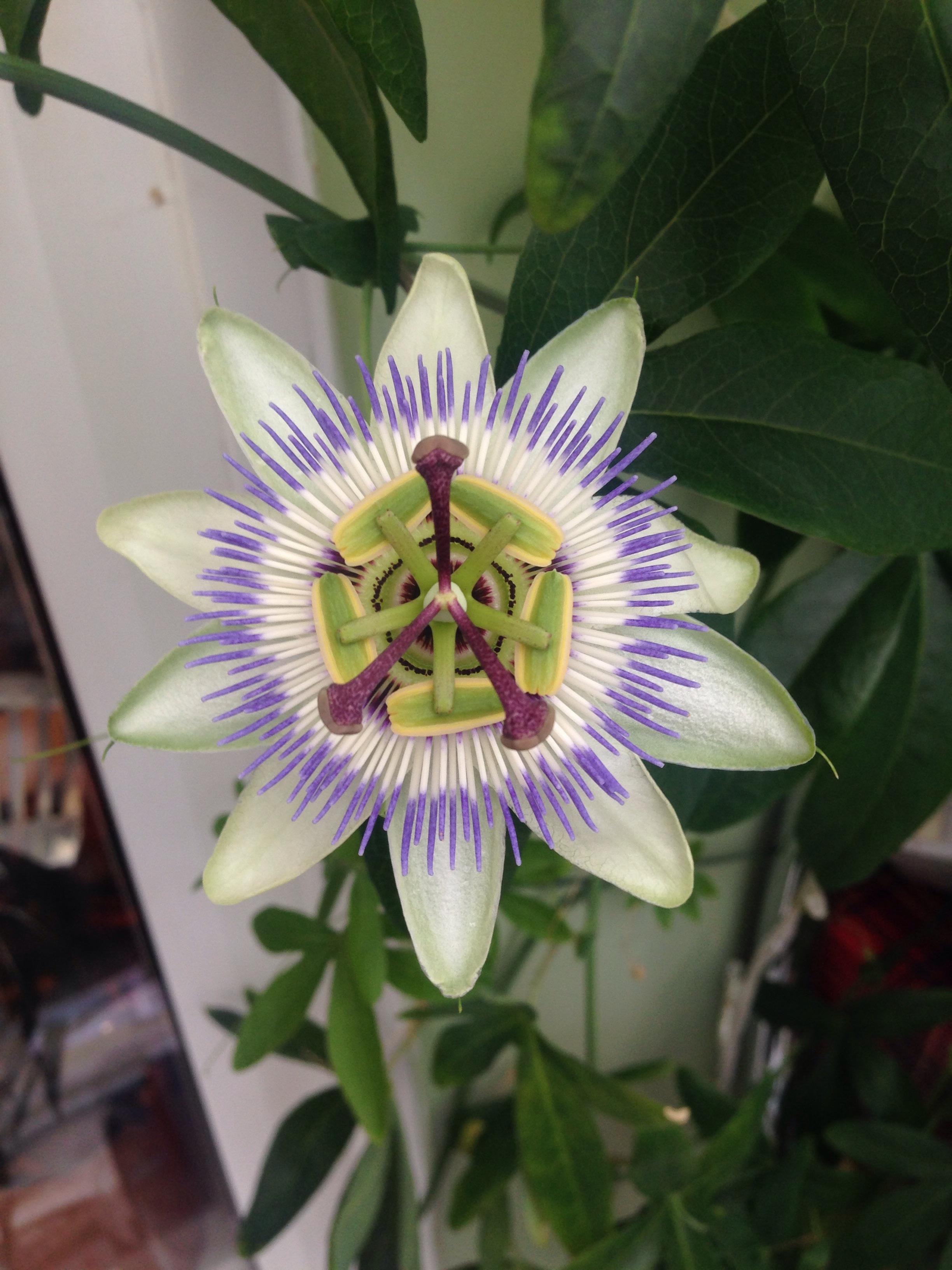 Passion flower : oddlysatisfying