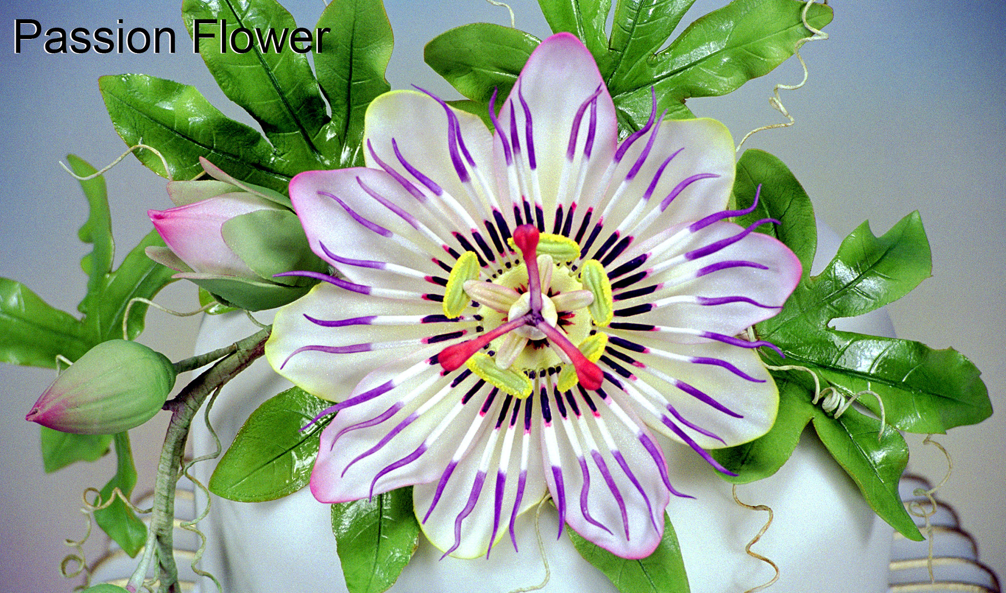 Passion Flower Cutters – World of Sugar Art