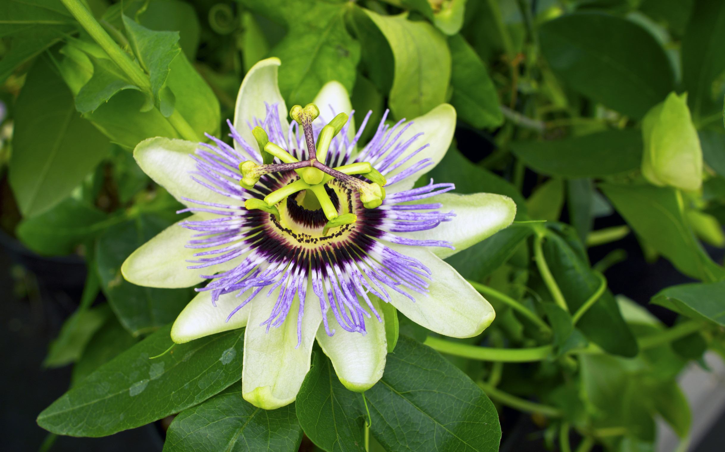 Calm Body and Mind with Passionflower | The Oz Blog