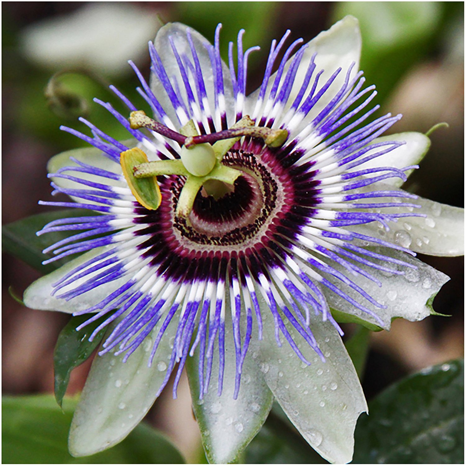 Amazon.com : Package of 10, 000 Seeds, Royal Blue Passion Flower ...