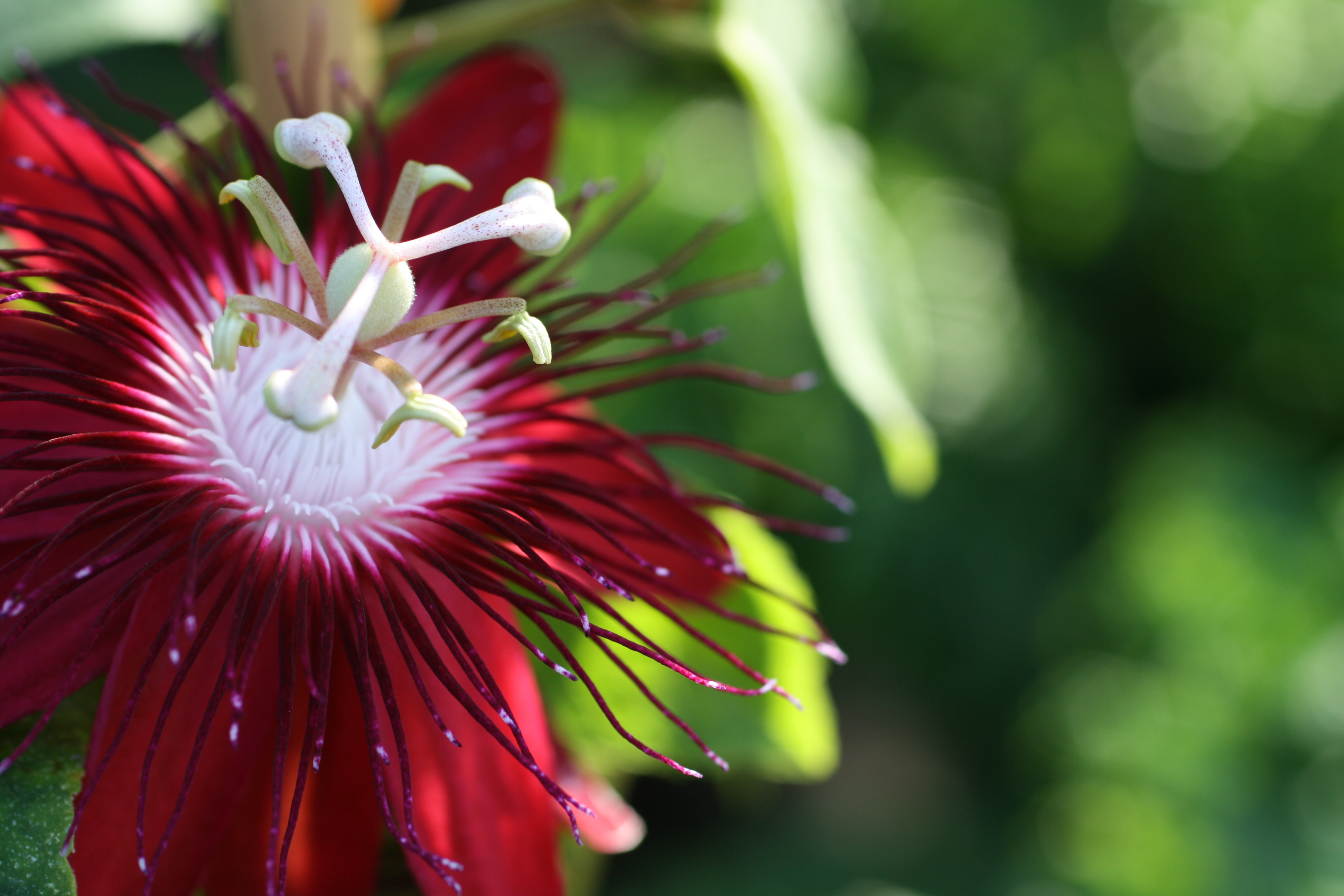 The Passion of Flowers | URI Botanical Gardens Blog