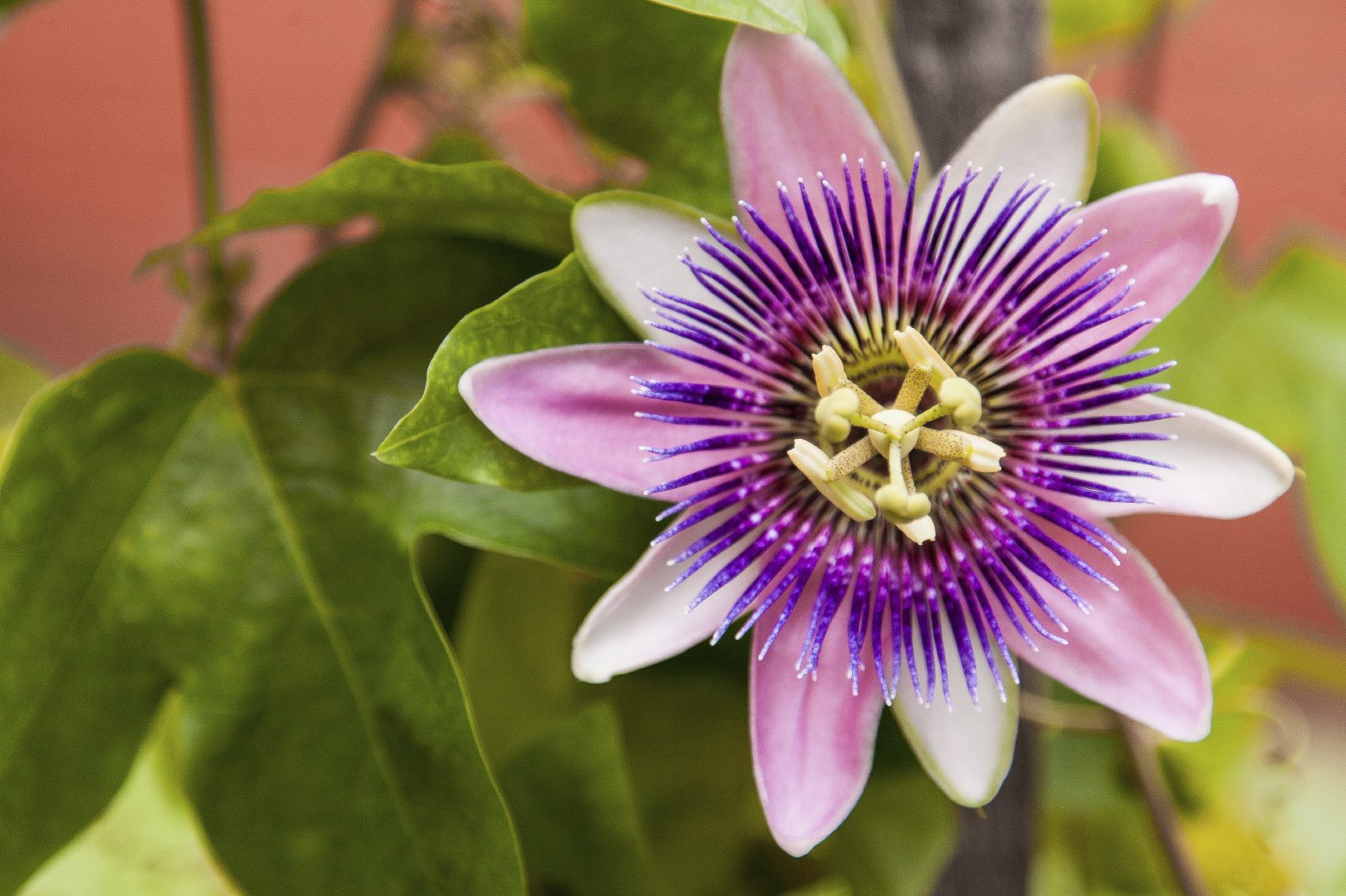 Passion Flower Care: Tips For Growing Passion Flowers