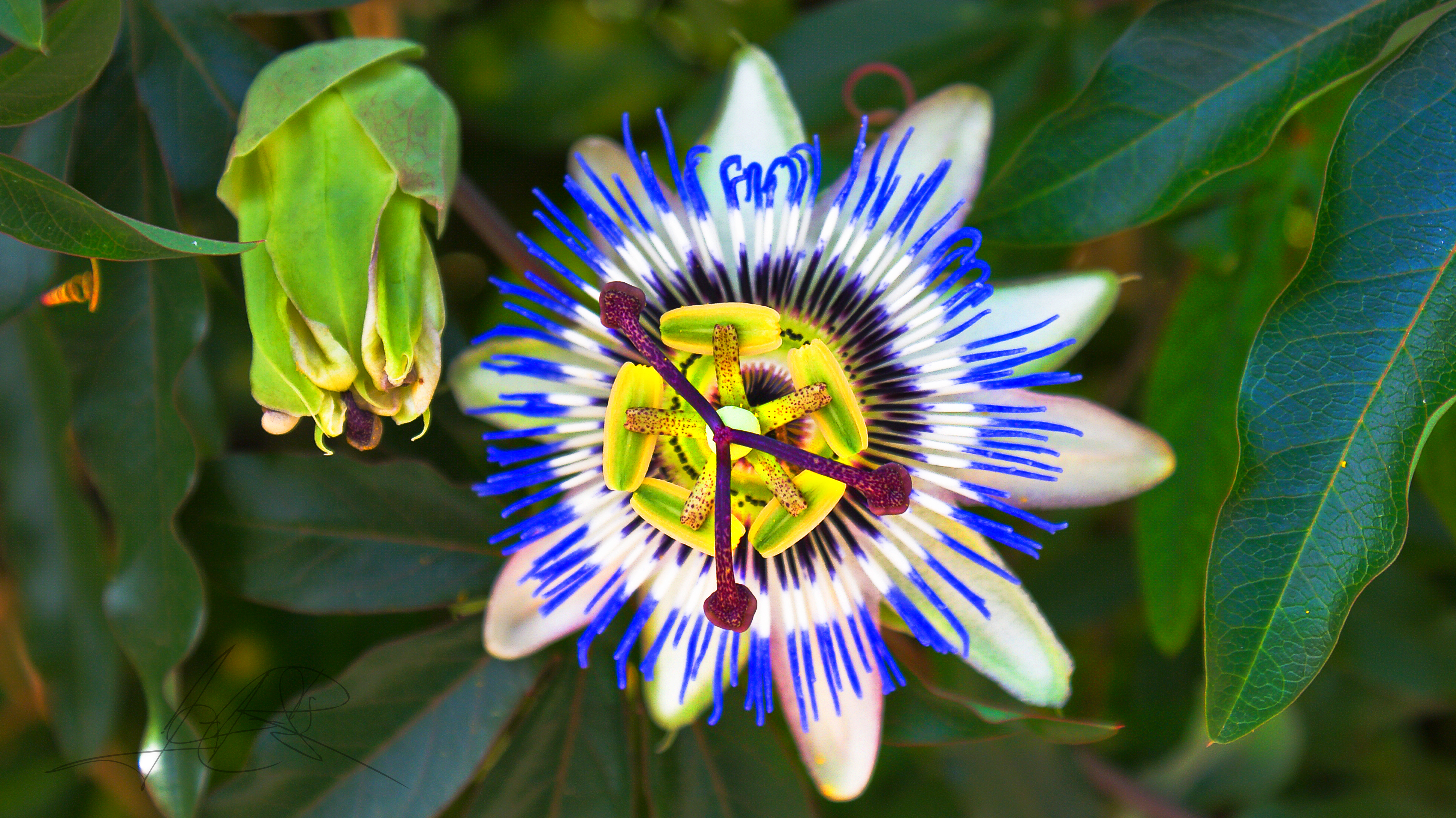 Passion of the passion fruit flower | Windows to Whatever