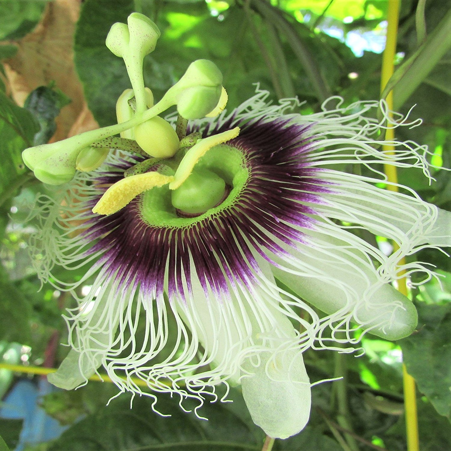 Amazon.com: Edible Fruit Passion Flower Passiflora Possum Purple. 