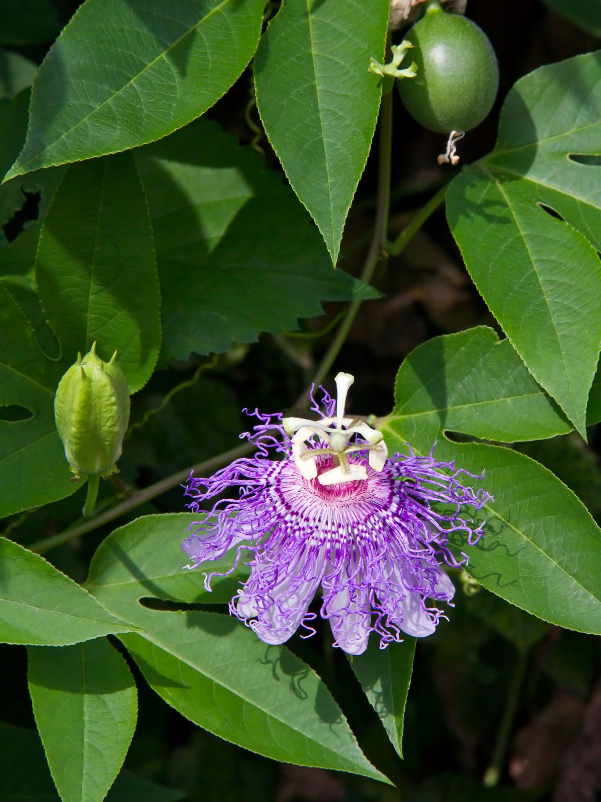 No Fruit On Passion Vine ? How To Get Passion Flower Vine To Produce