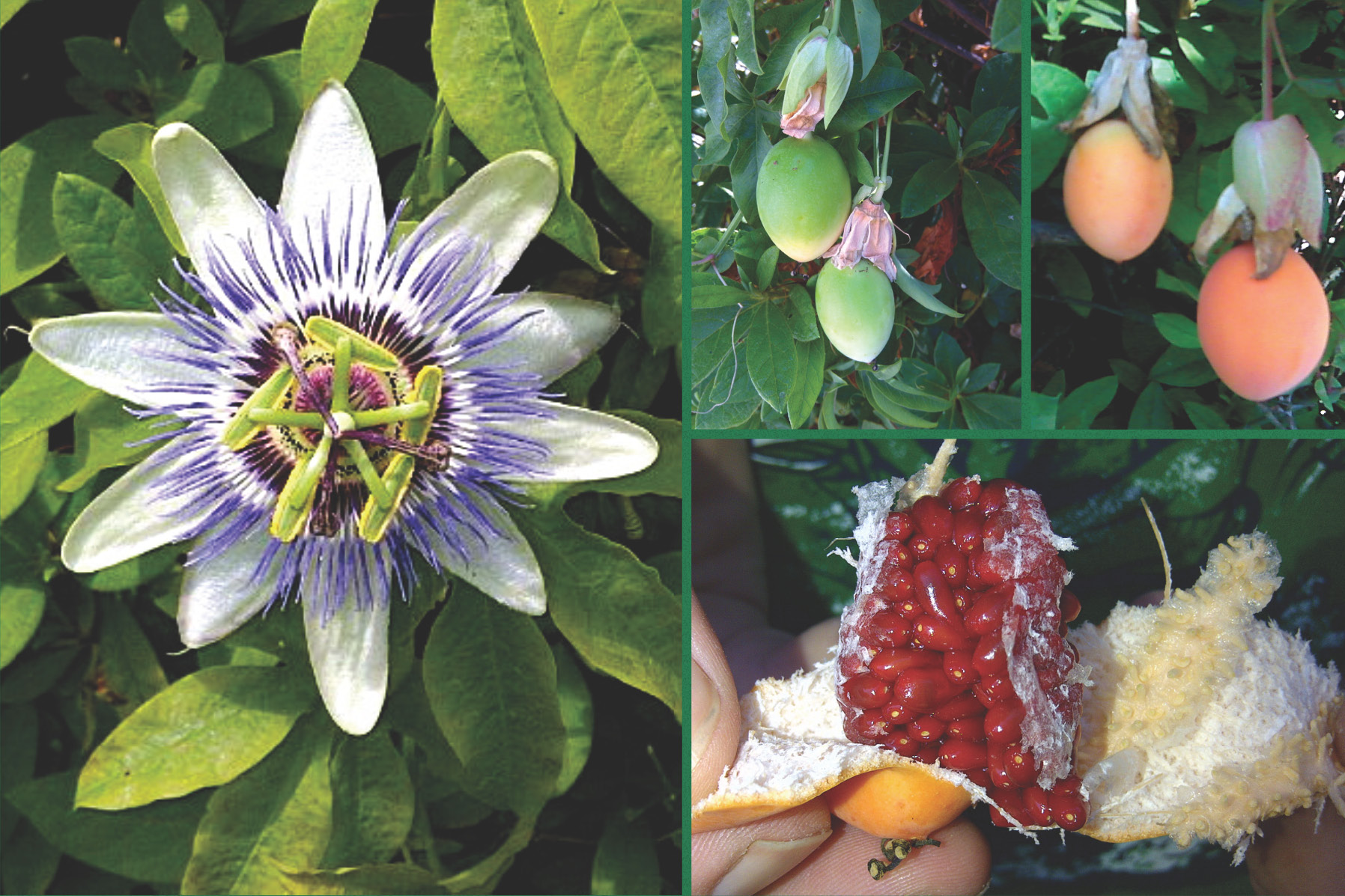 Passionflower and Passion Fruit: Natural Herbal Remedy and Its ...
