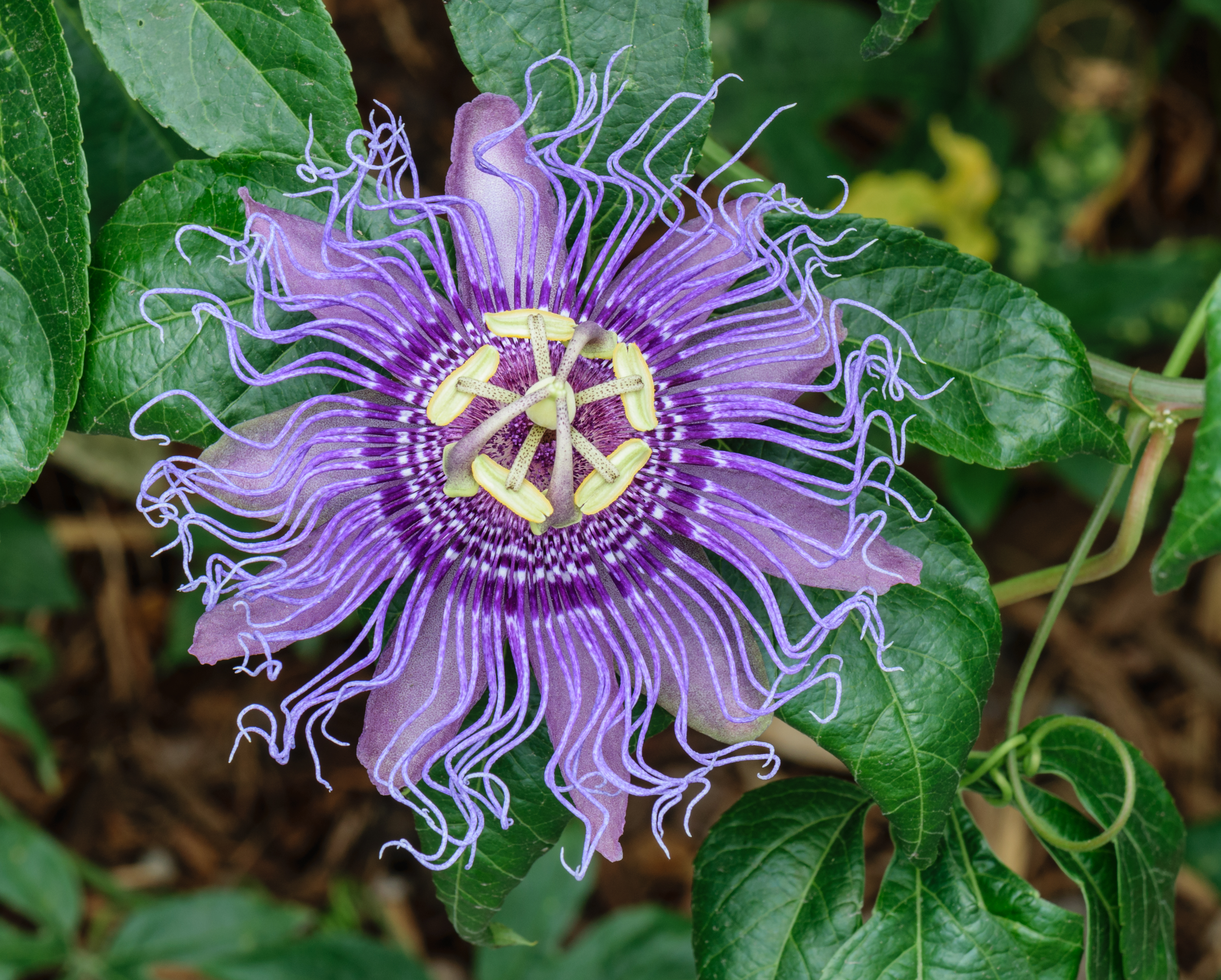 Passiflora - Wikipedia