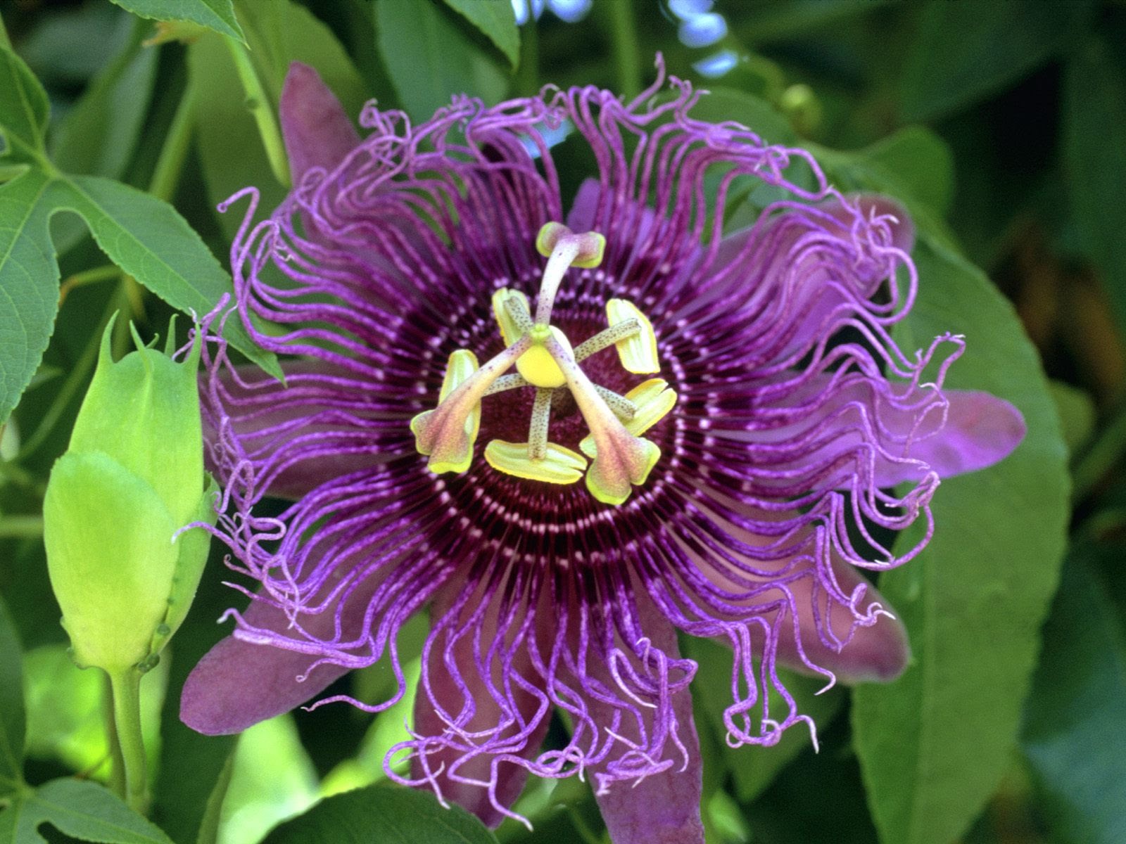 Free Photo Passion Flower Blooming Flower Fragrance Free Download Jooinn
