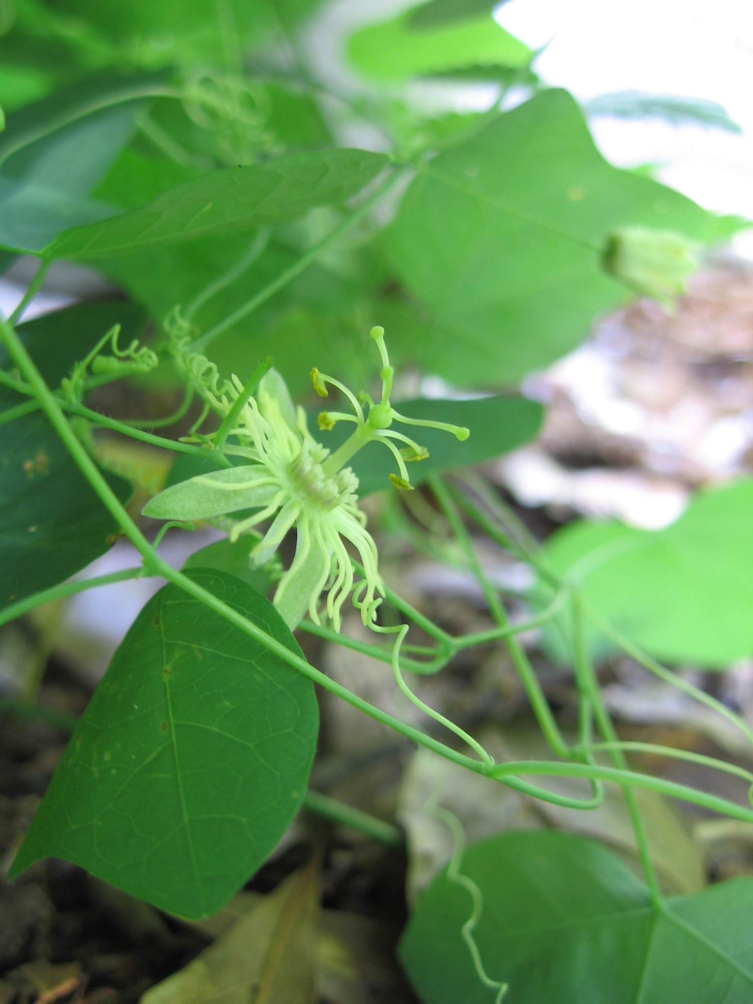 Uncommon and inconspicuous: Passiflora lutea, or yellow ...