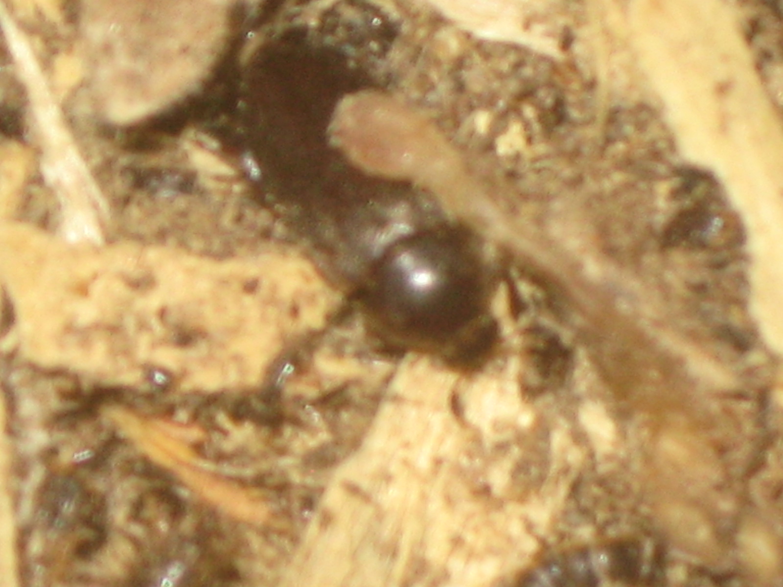 Dermestid Beetle Information, Taxidermy, European Mounts, Beetle ...