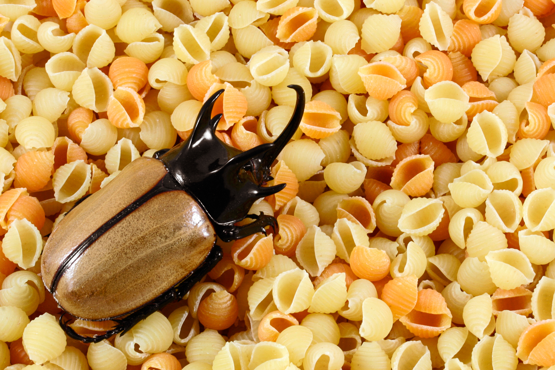 Pasta beetle photo