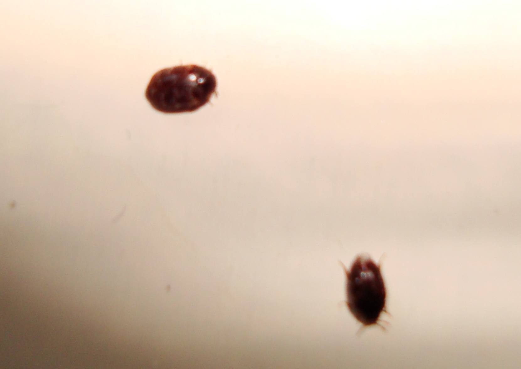 bread beetles in my pantry! | PEST CONTROL CHEMICALS 800-877-7290