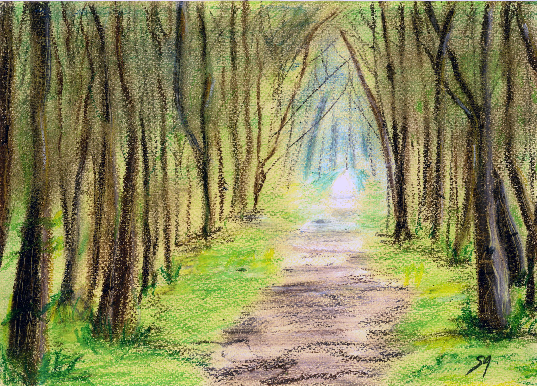 The forest path