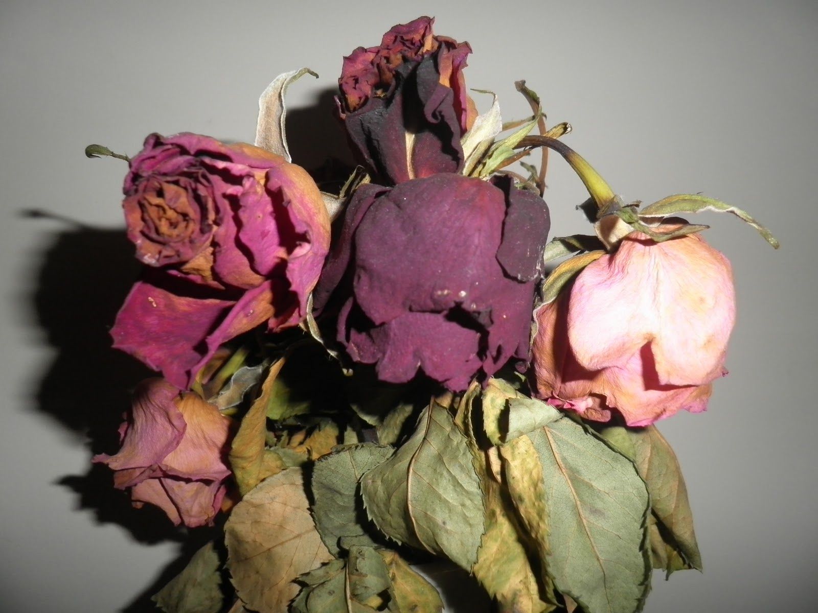 Pastel rose decay photo