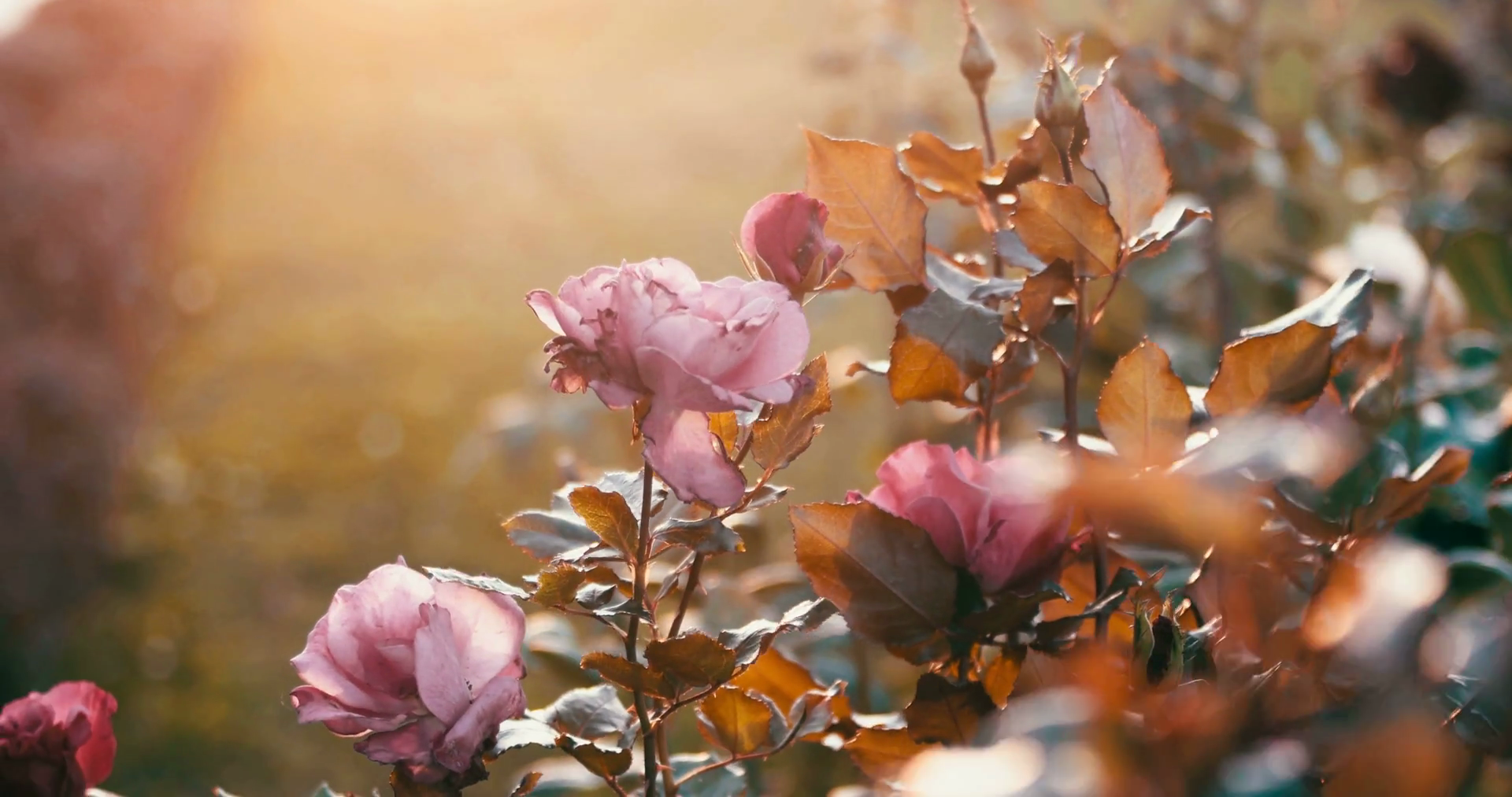 Sad autumn roses in decay garden backlit, colorized toned shot ...