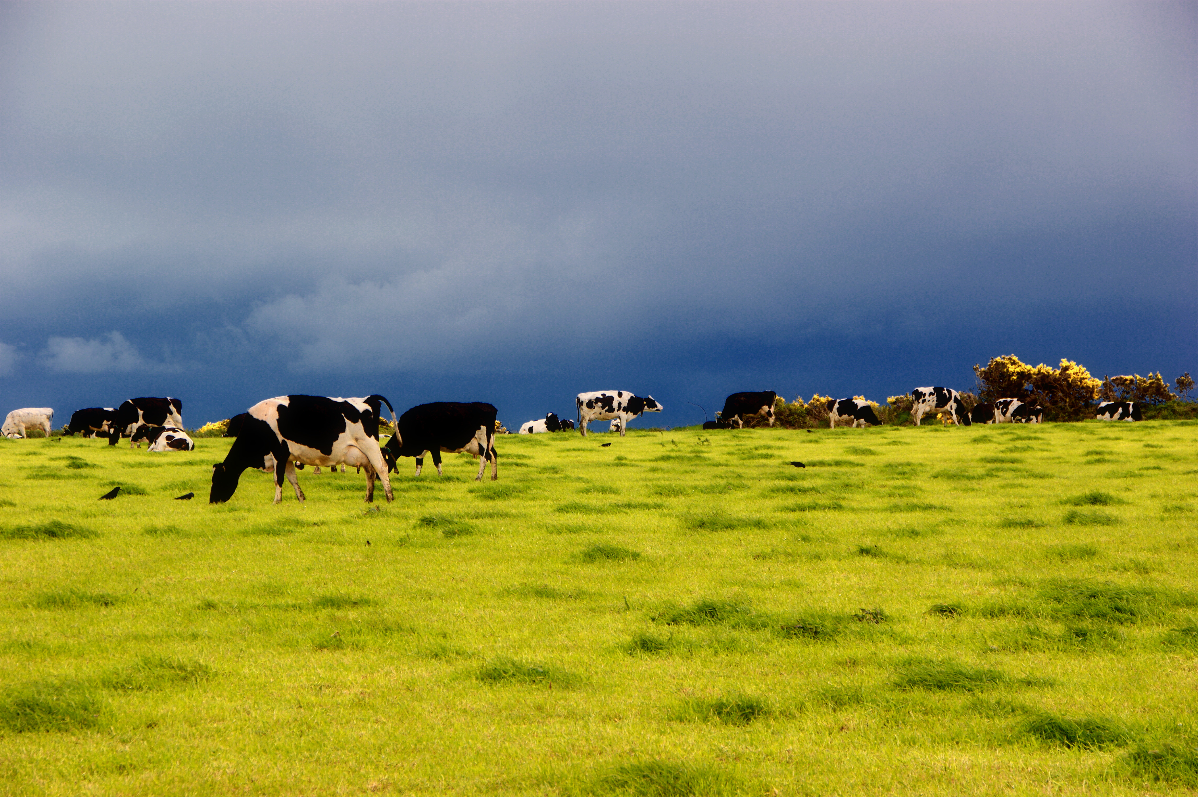 File:Dairy cows on pasture in Ireland.jpg - Wikimedia Commons