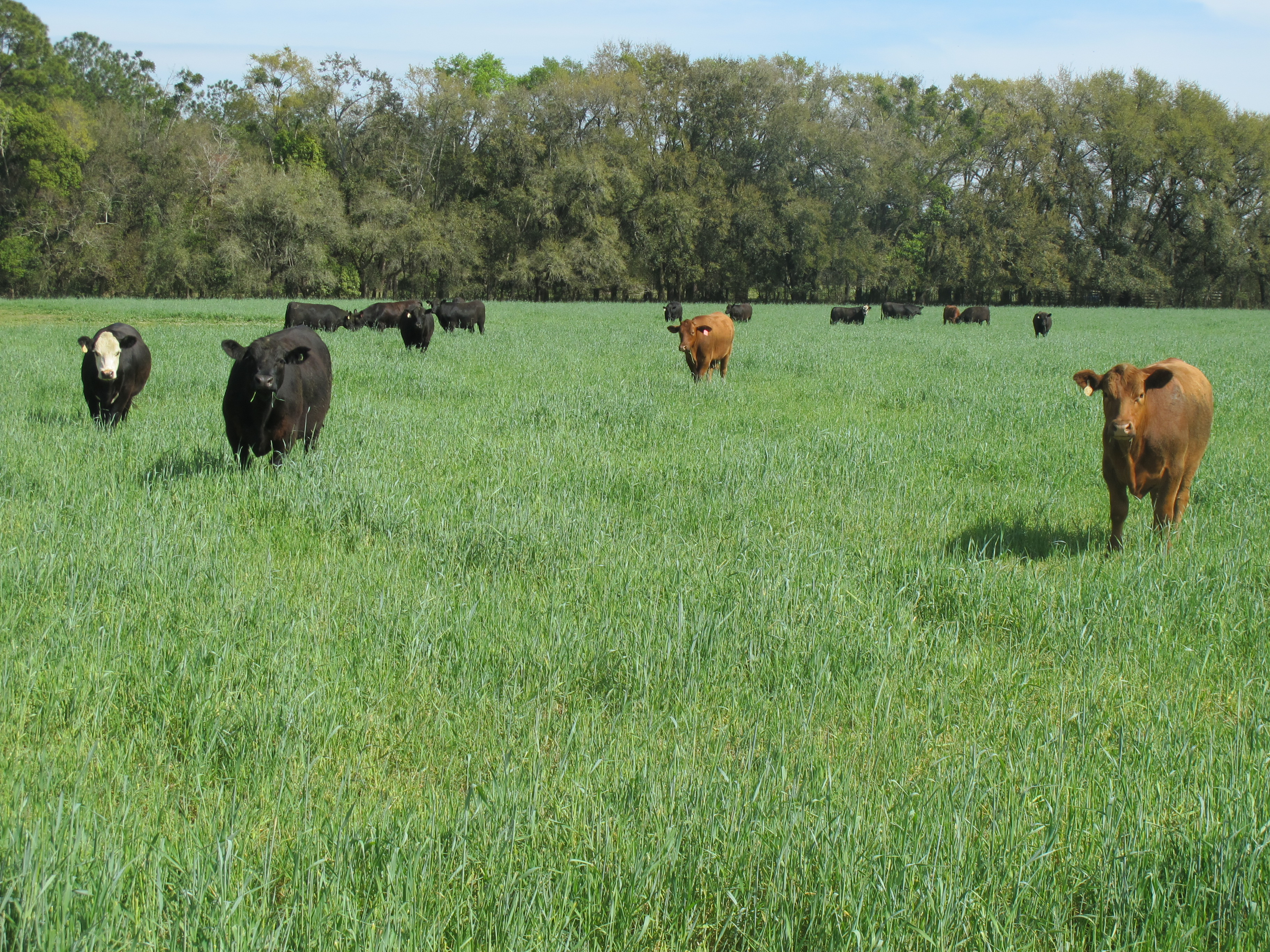 Managing spring pasture: One thing leads to another | Lautner Farms
