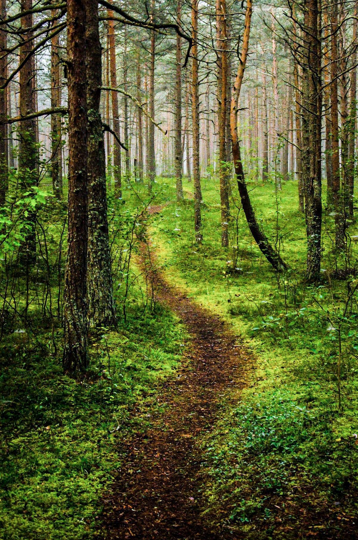Path in the woods (Estonia) by Hendrik Mändla cr.c. #path #trail ...