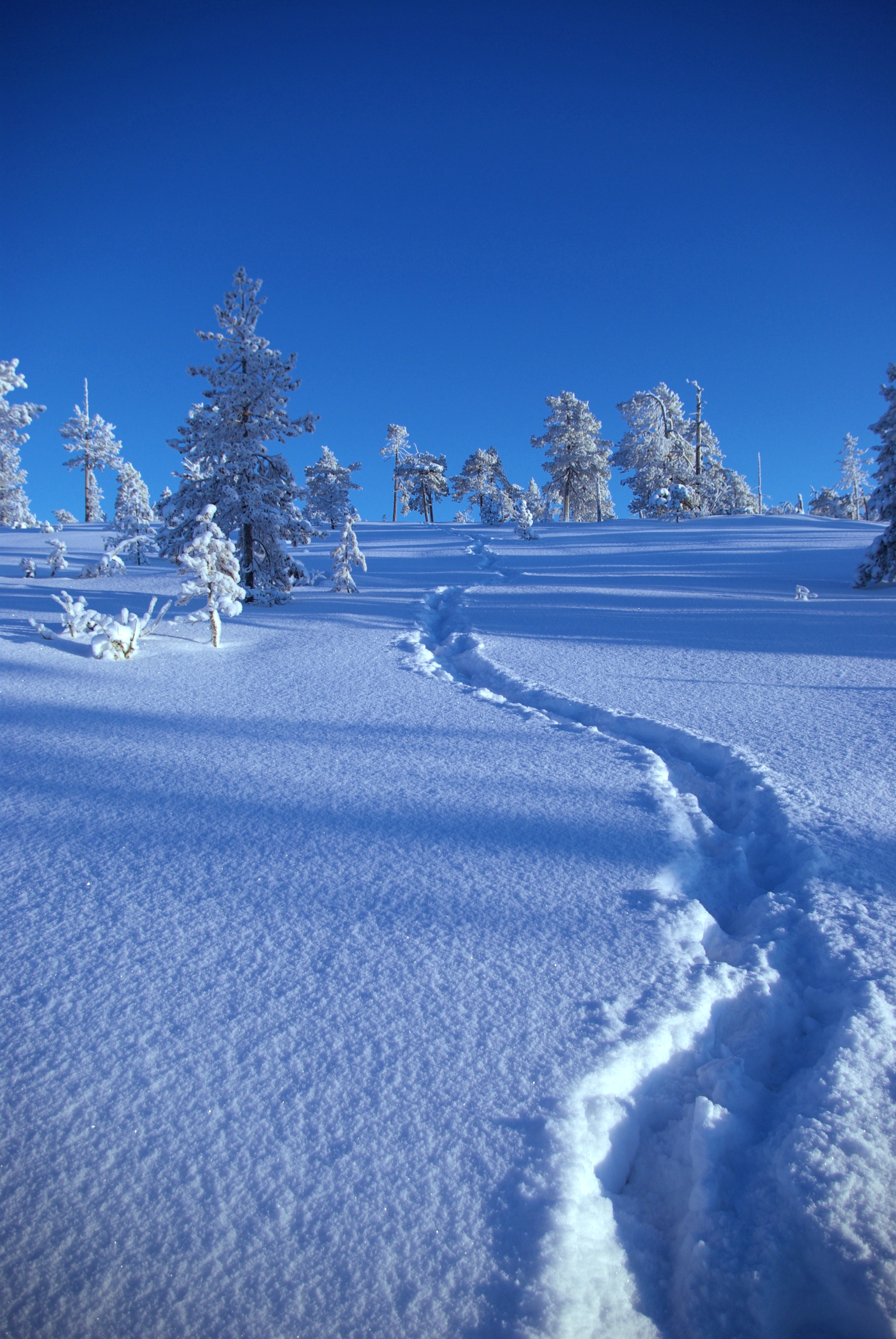 Path in snow photo