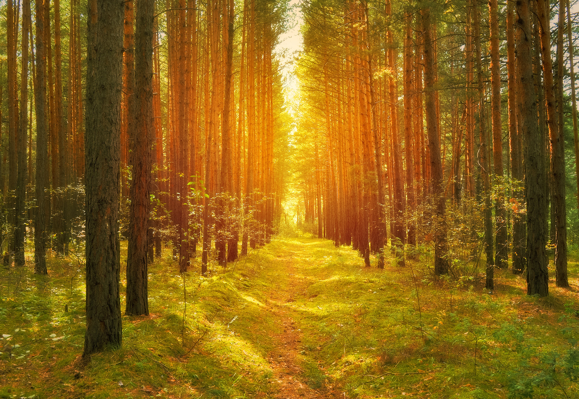 Path In The Woods Free Stock Photo - Public Domain Pictures