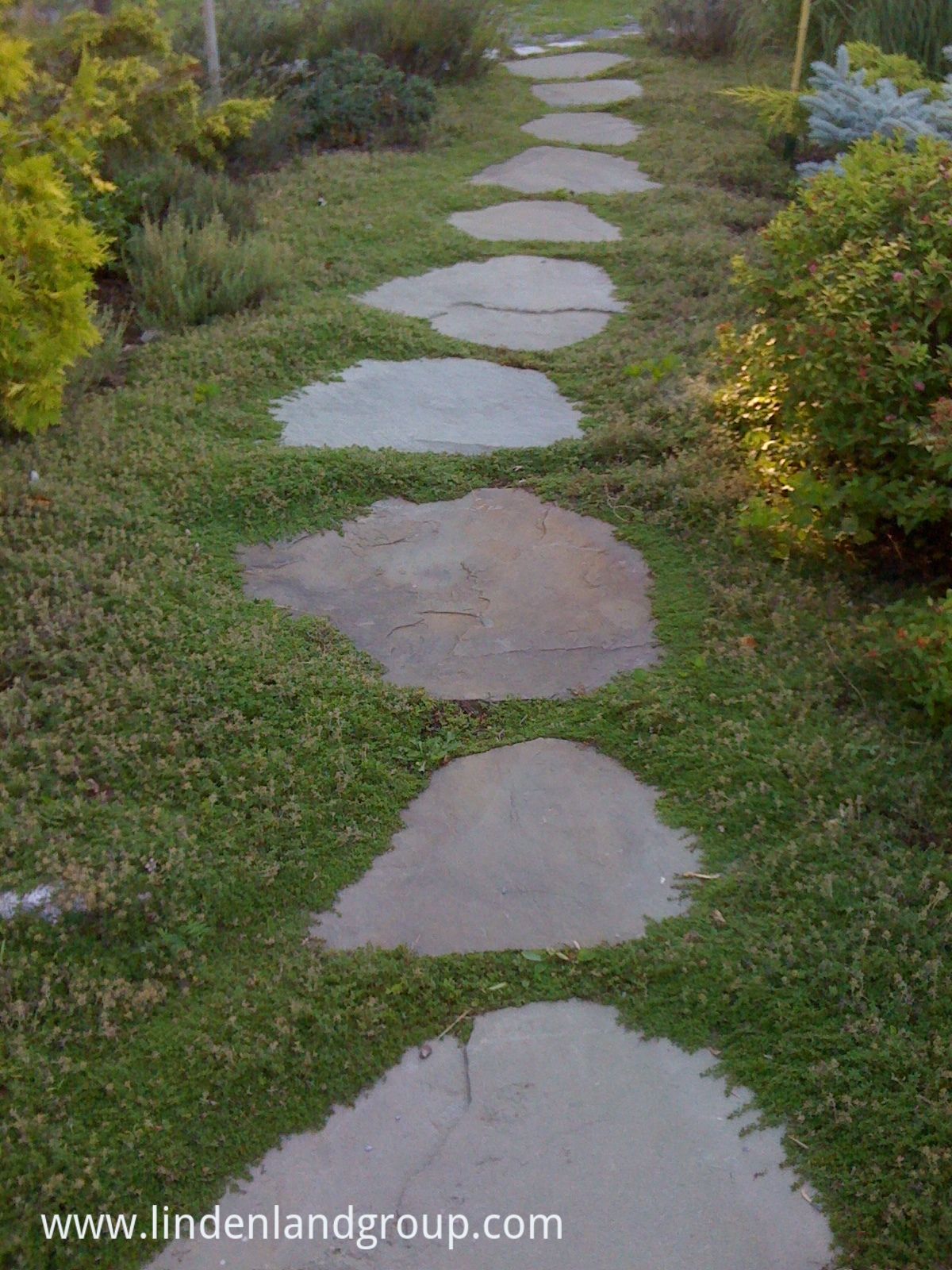 Bluestone flagging stepping stone path with Thymus minus ...