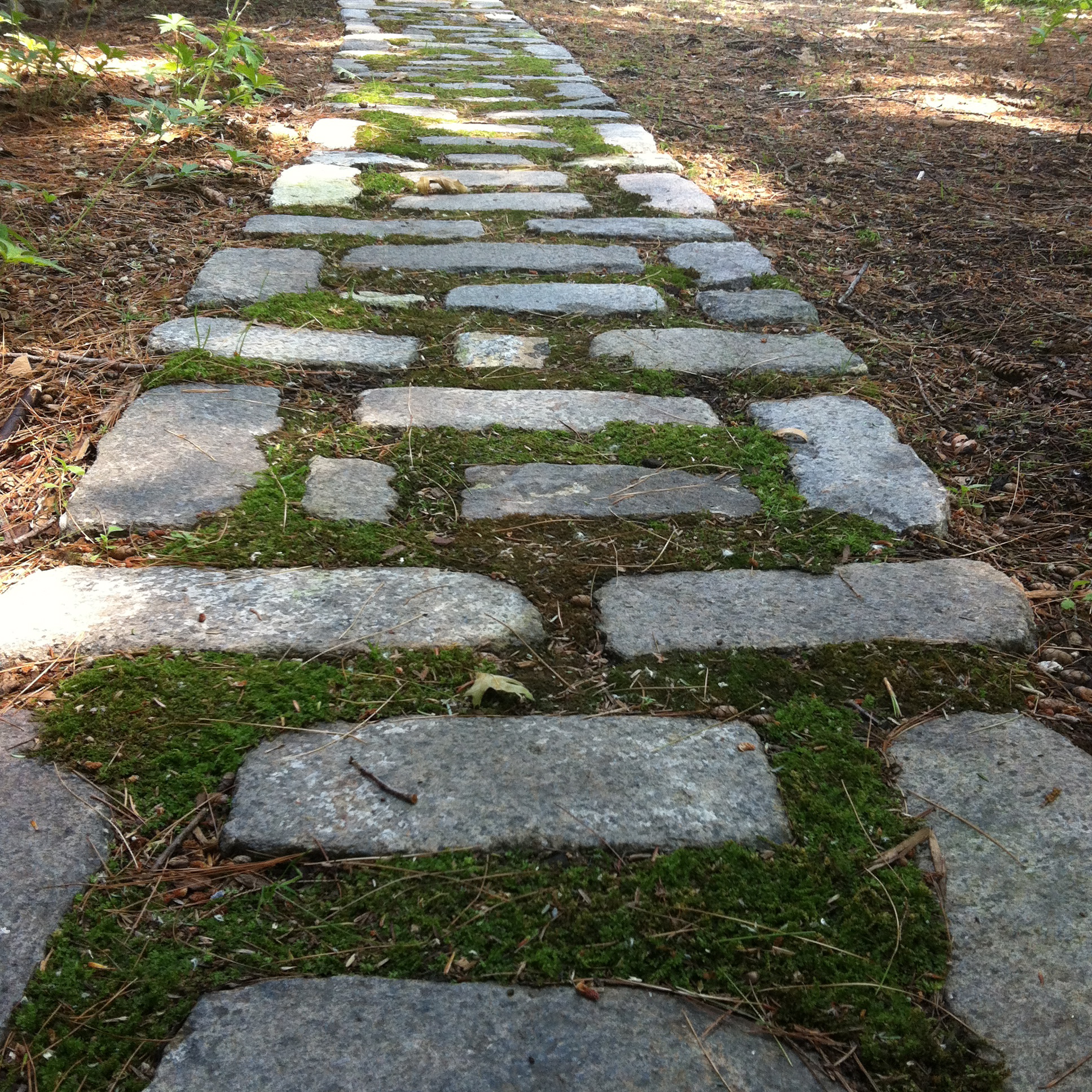 Growing Moss in your Stone Path | Off the Porch