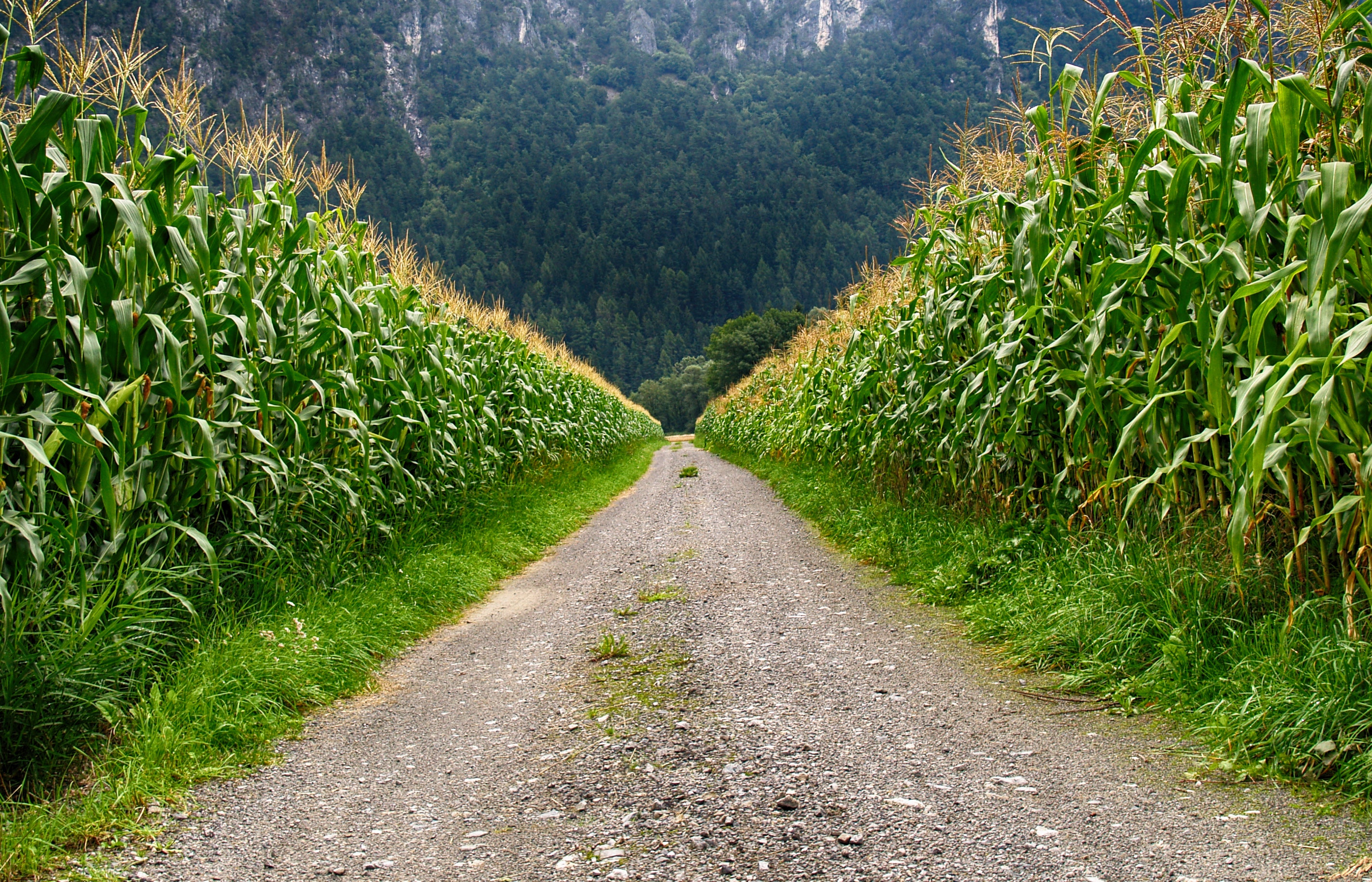 Pathway in middle of corn field photo