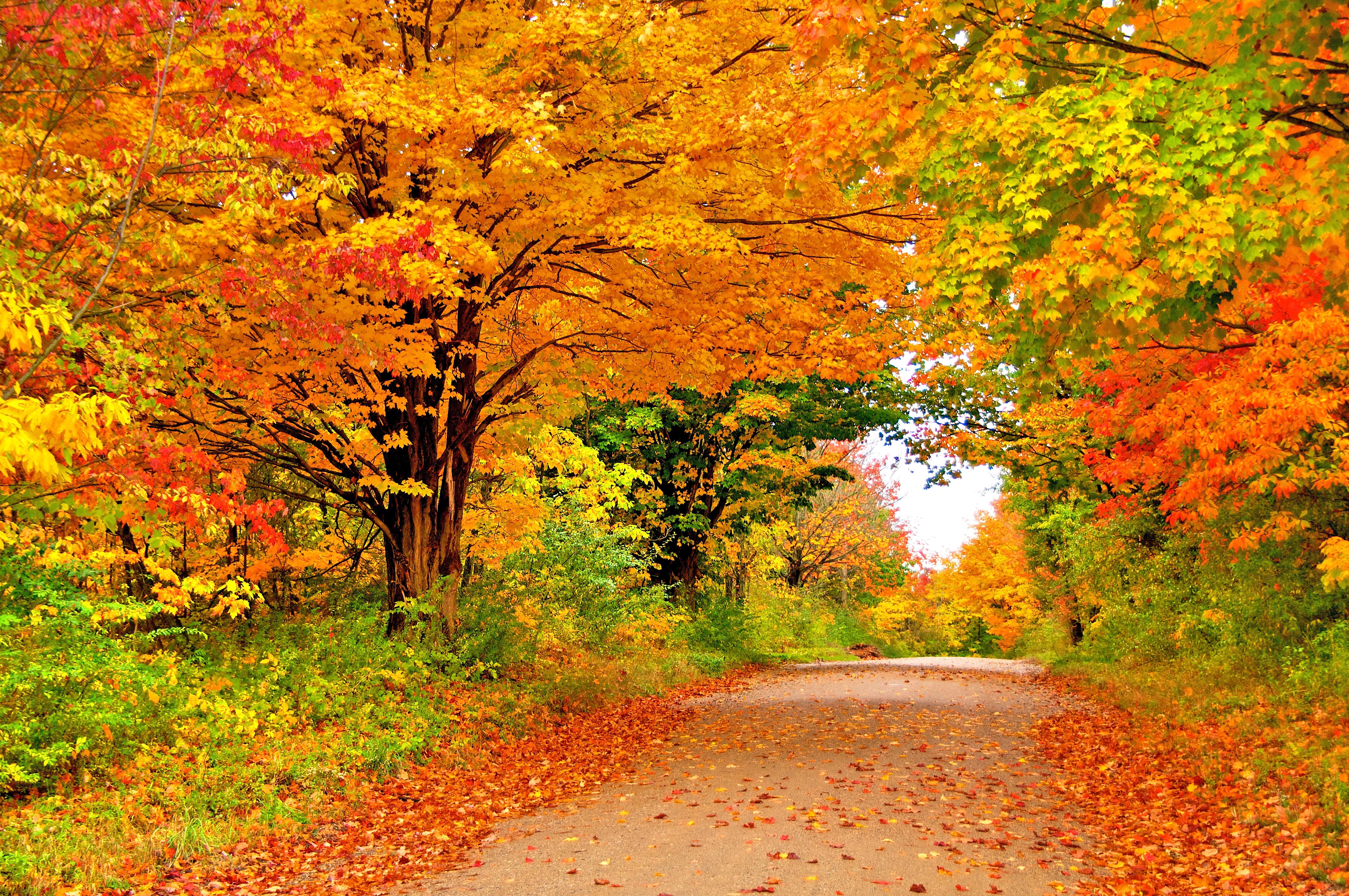 Forces of Nature: Trees Fall Enchanting Autumn Nature Splendor ...
