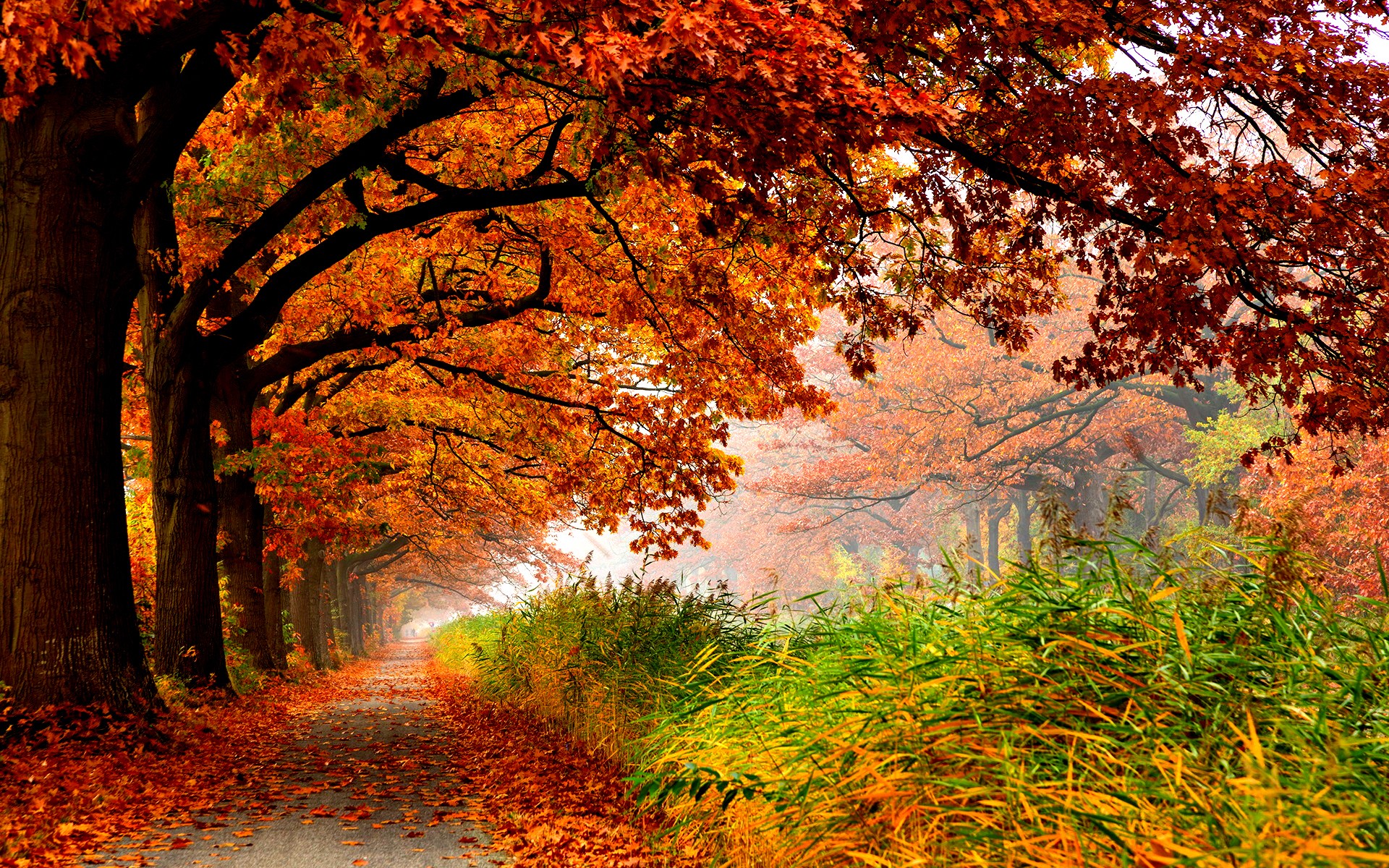 Forests: Autumn Grass Peaceful Walk Romantic Tree Path Amazing ...