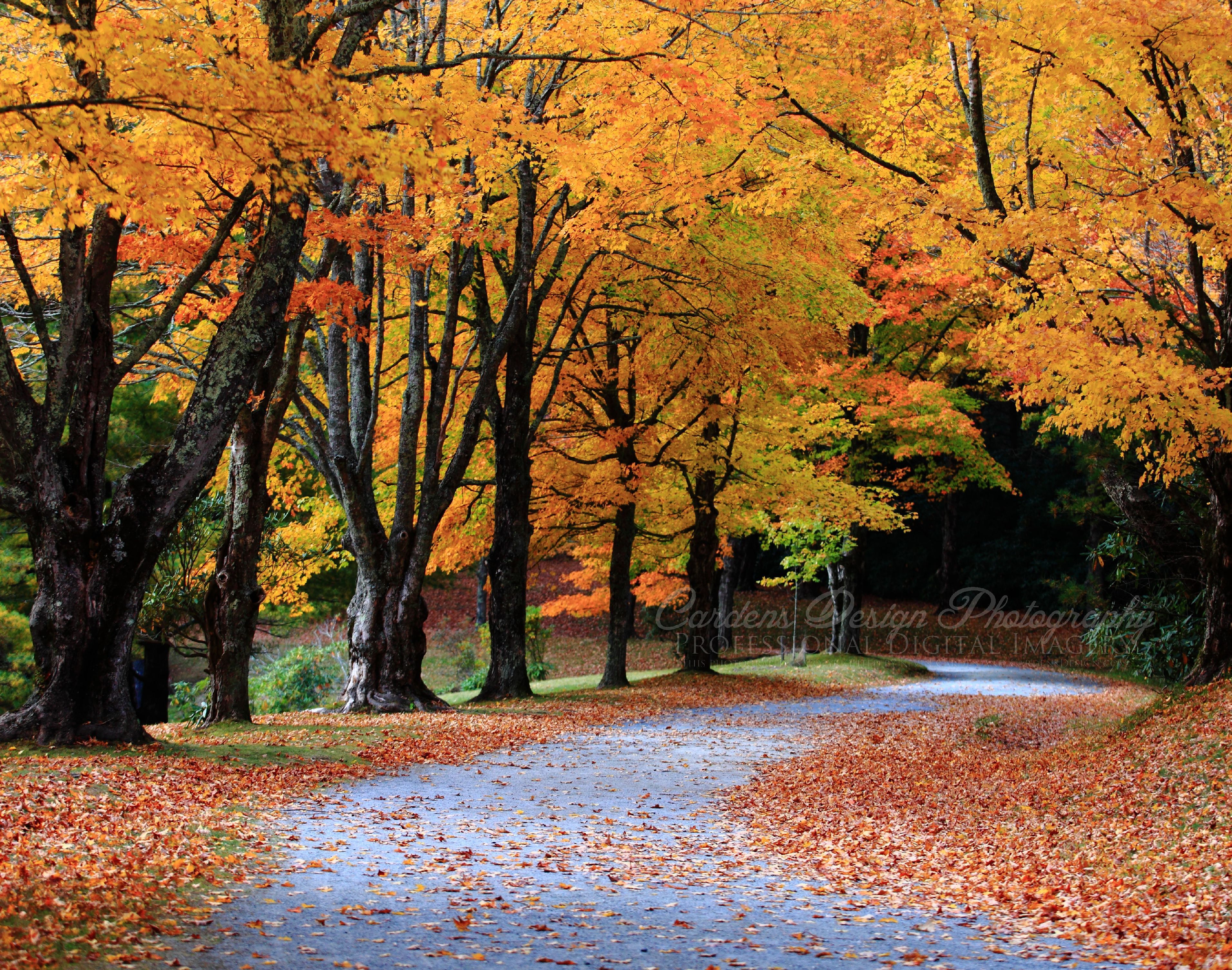 autumn/fall pictures | Image Code: Autumn_0001 (Tags: Pathway, Fall ...