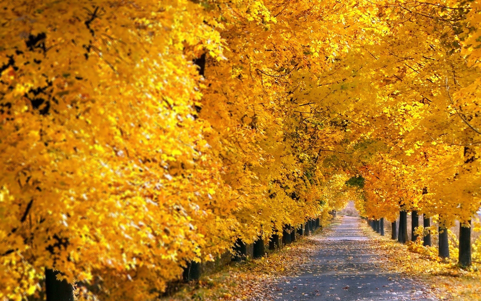 Fall Tree Pathway. Android wallpapers for free.