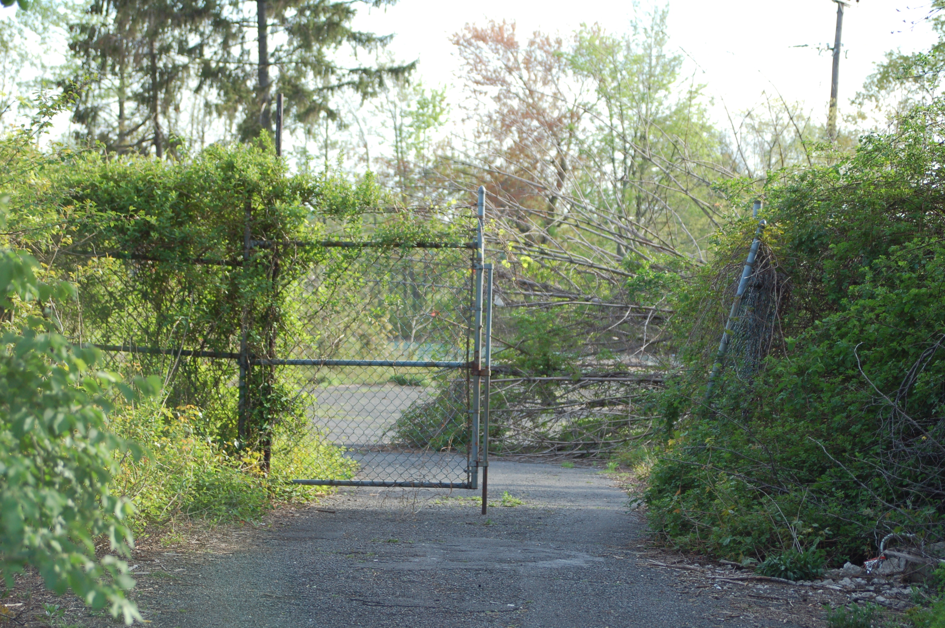 Pathway, Nikond50, Trees, Stockvault, Stocks, HQ Photo