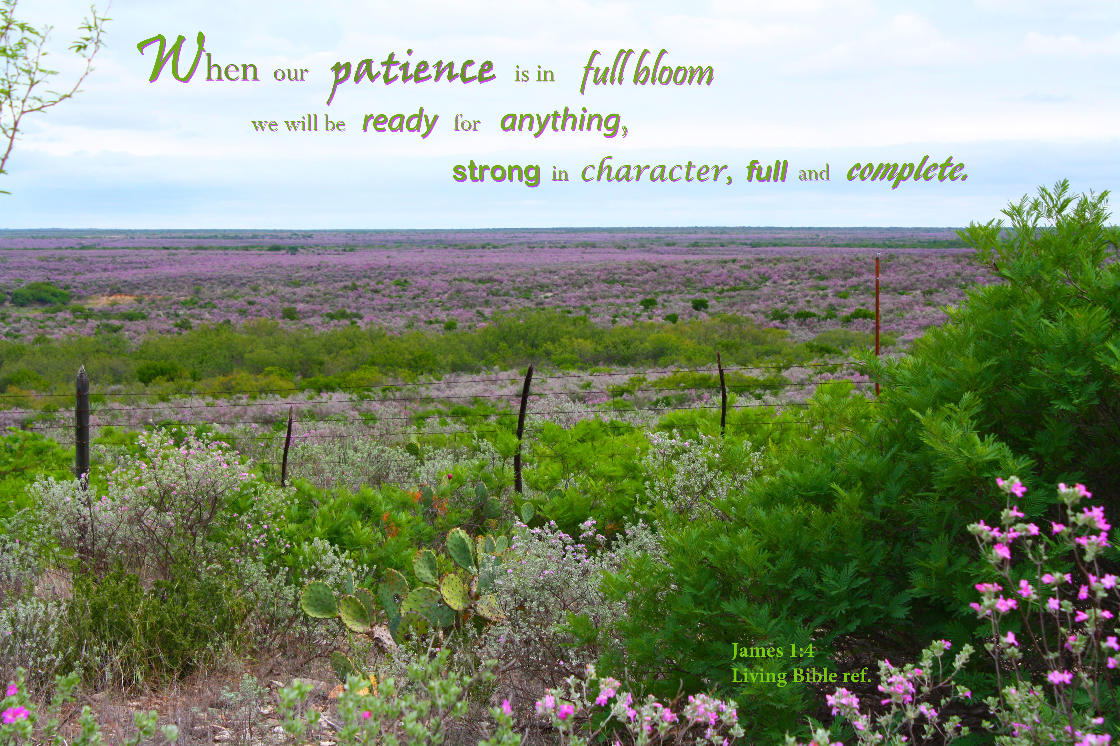 Patience in full bloom photo