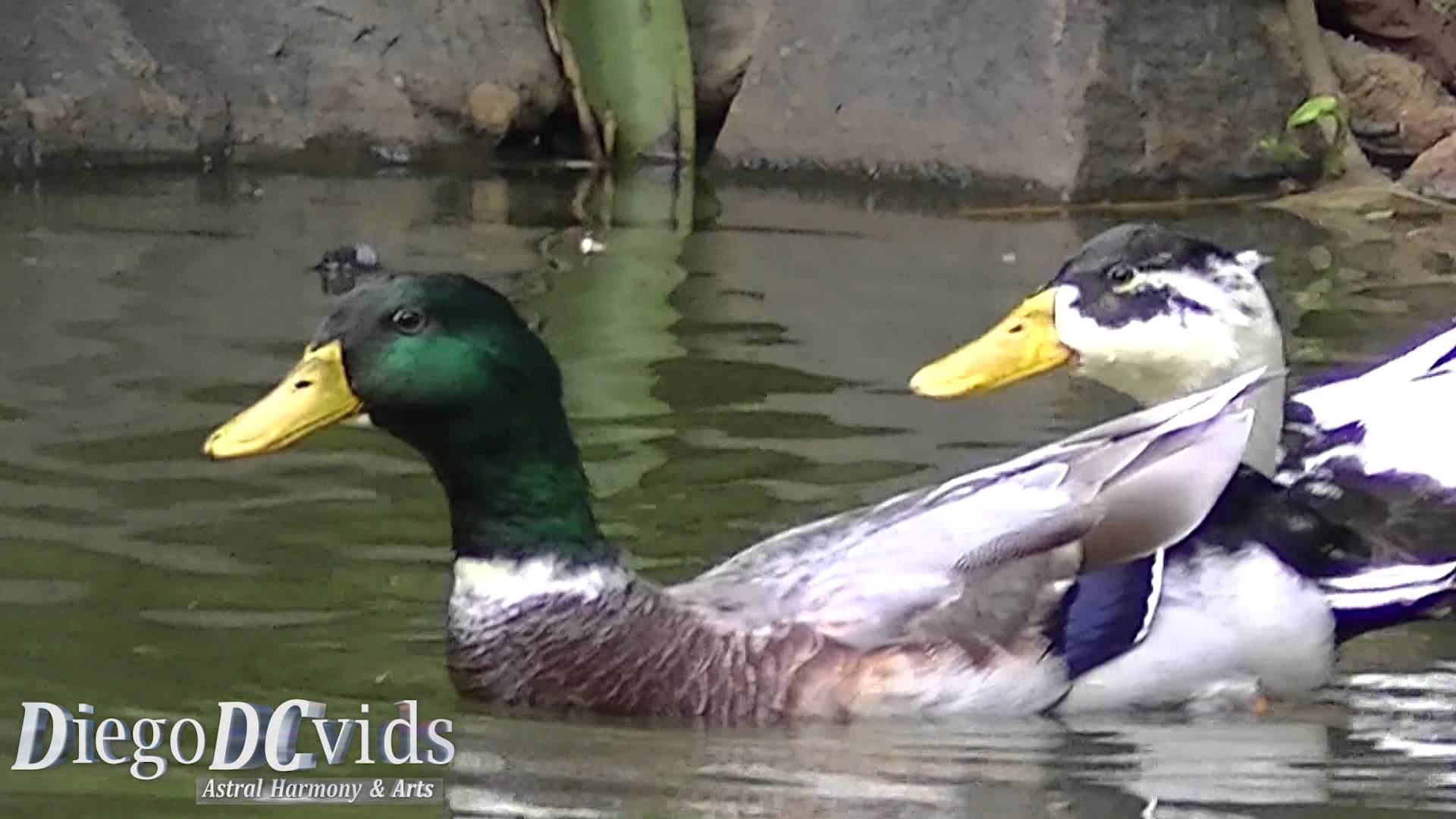 Anas platyrhynchos (Anatidae) Mallard Wild Duck / pato real - YouTube
