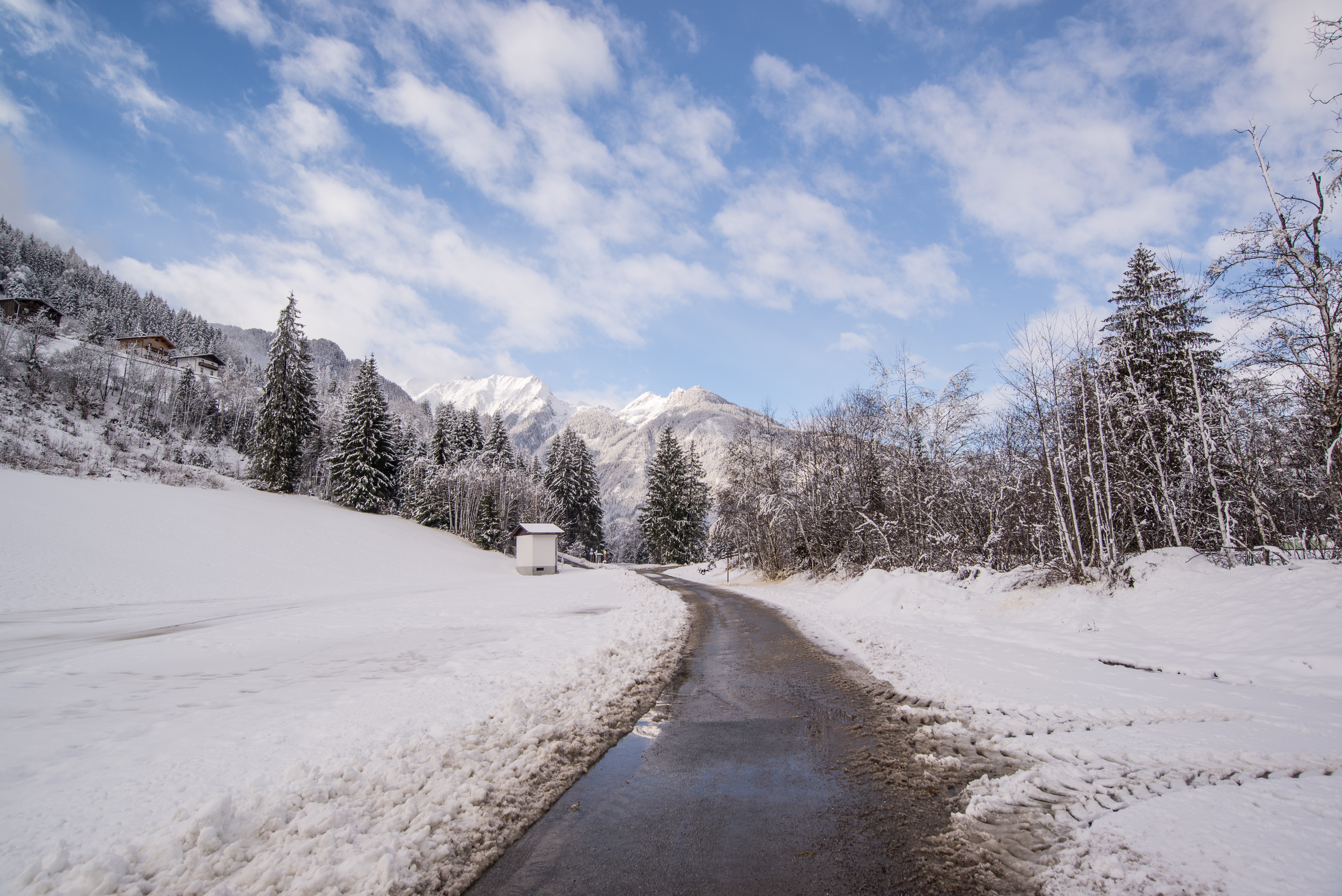Pavement road surrounded by snow and pine trees photo