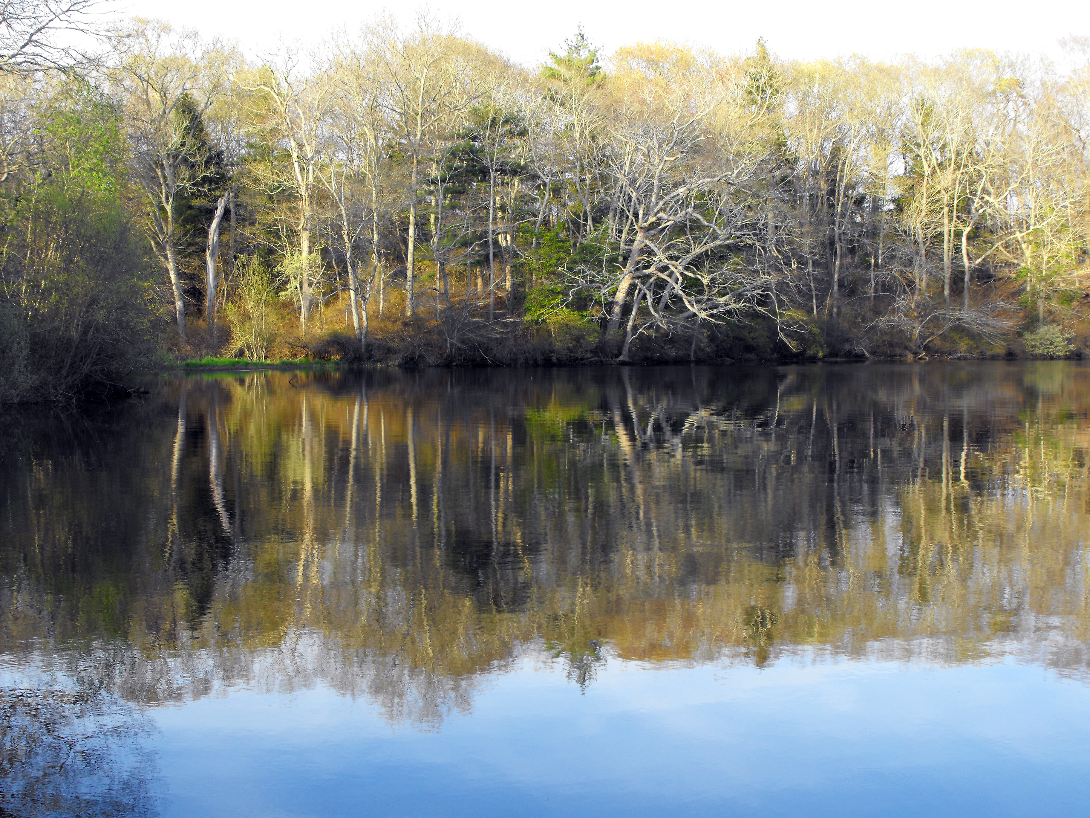 Peaceful pond photo