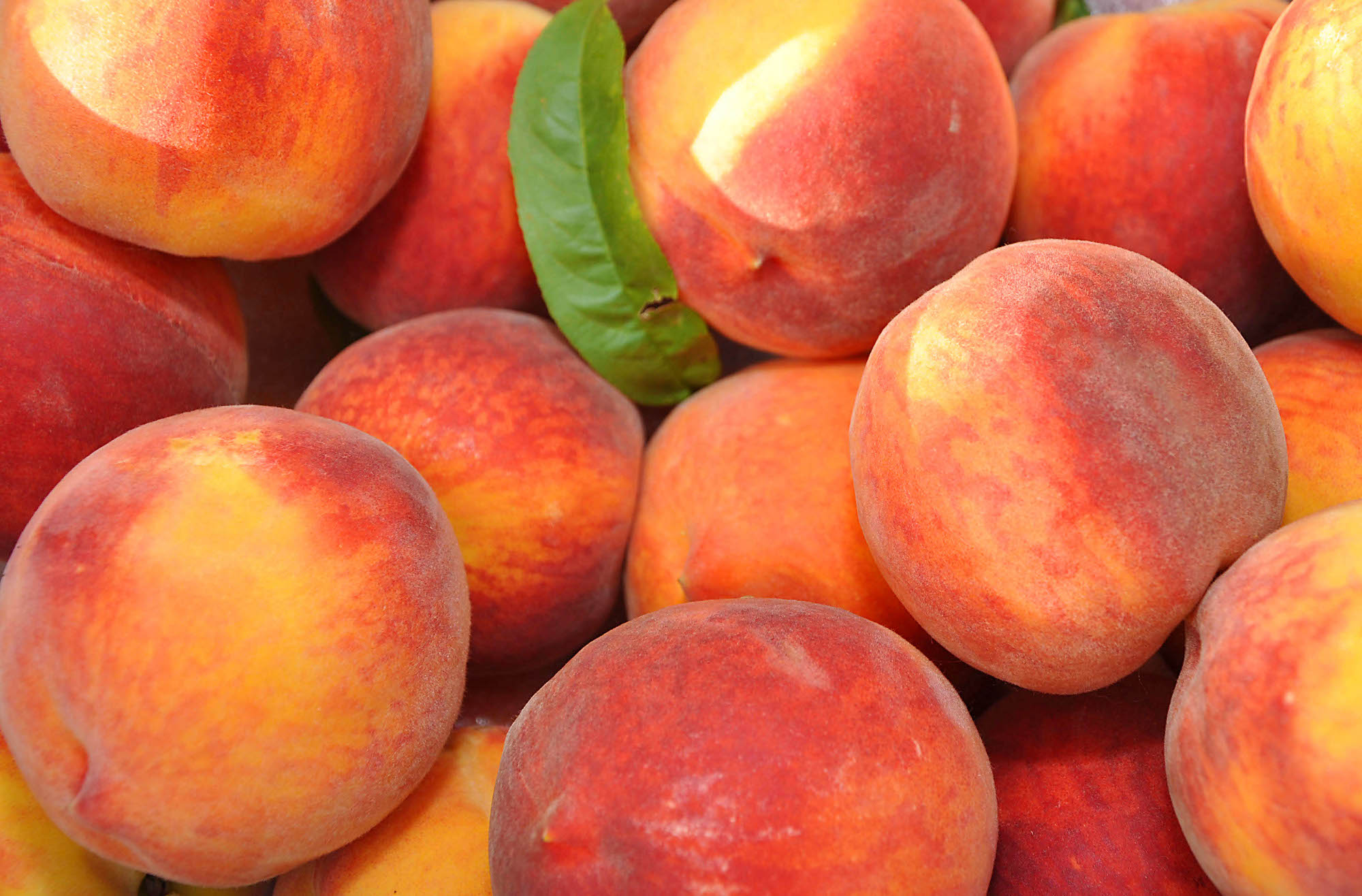 Key Points Whether To Grow Peaches | What Grows There :: Hugh Conlon ...