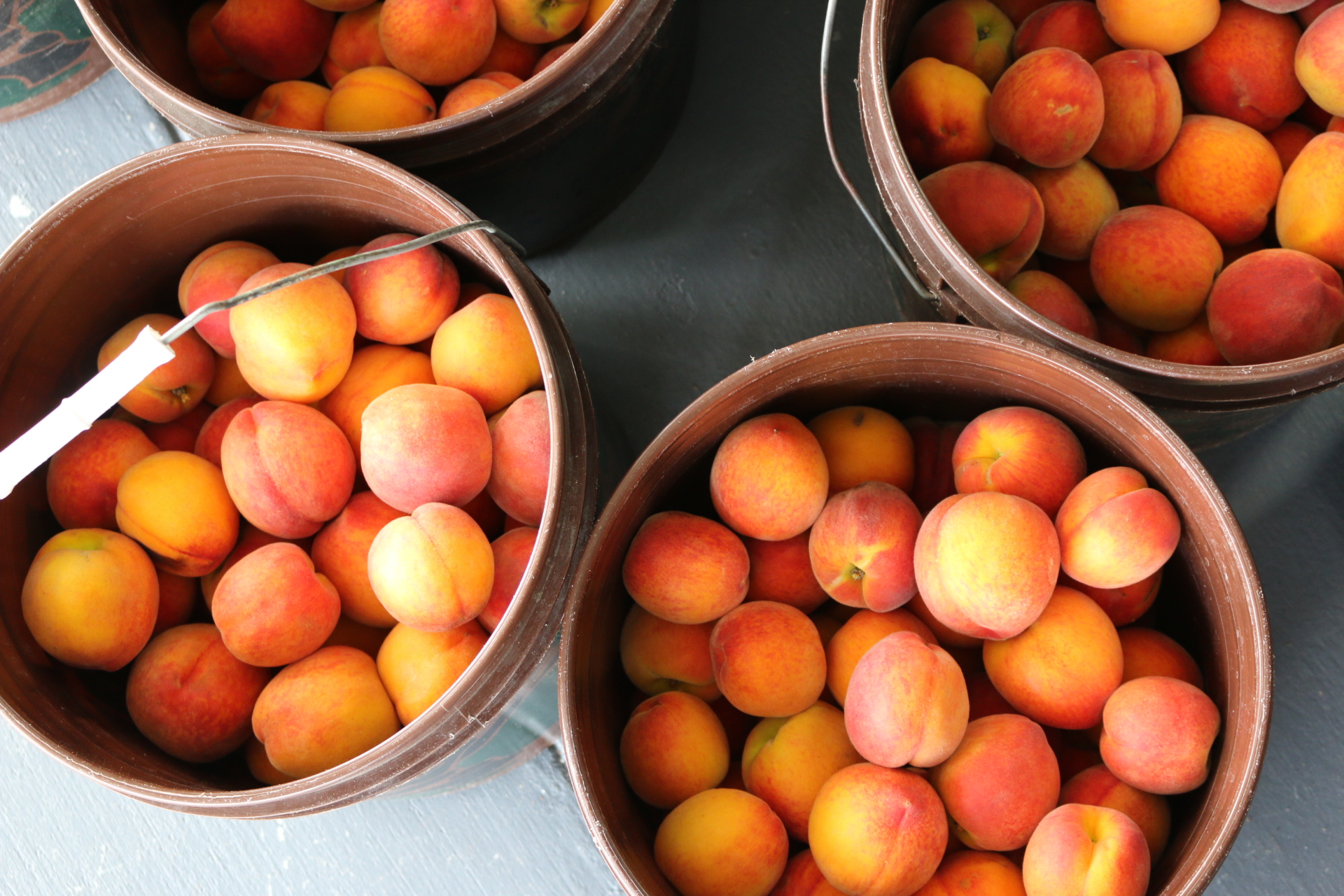 Florida peaches ready to shine | Packer