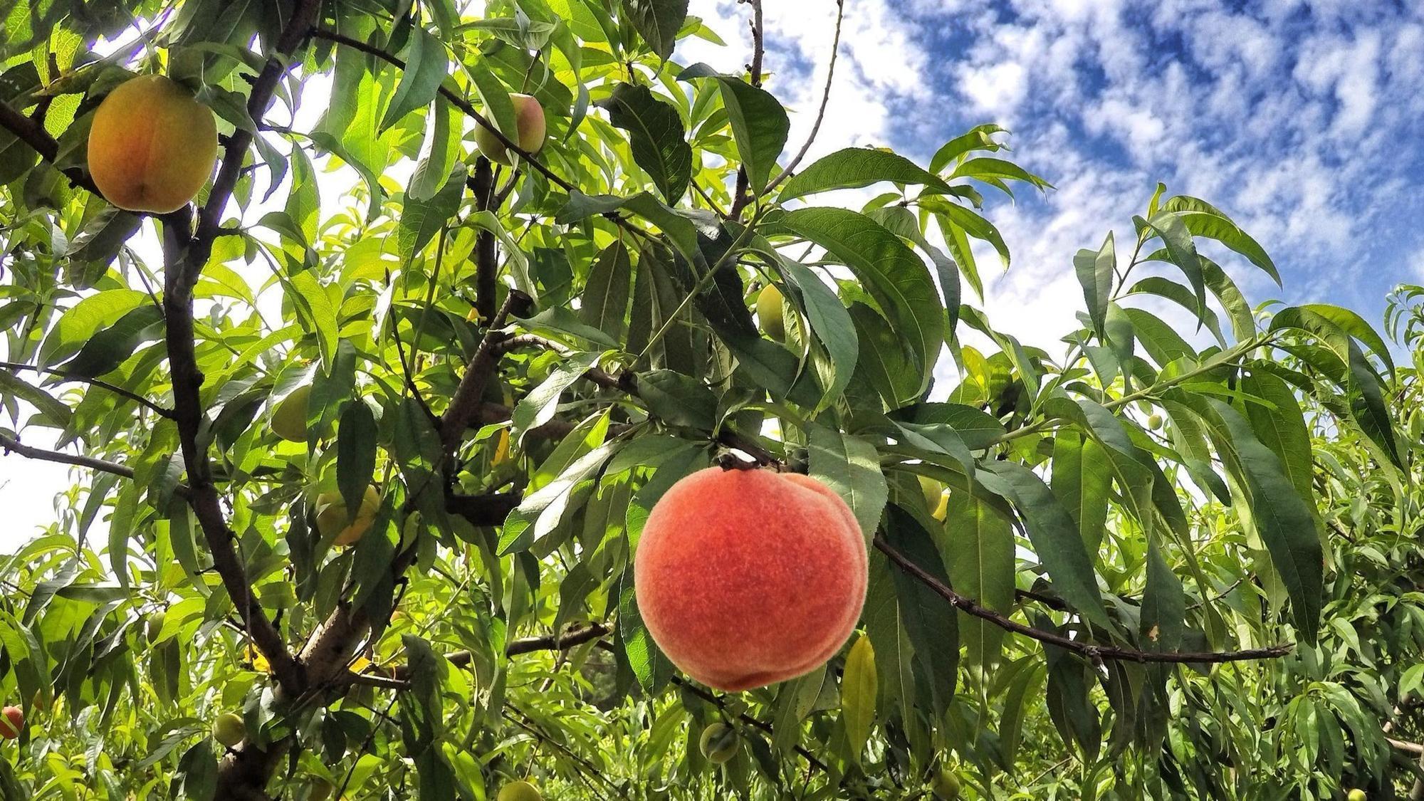 Where to pick peaches in Central Florida - Orlando Sentinel