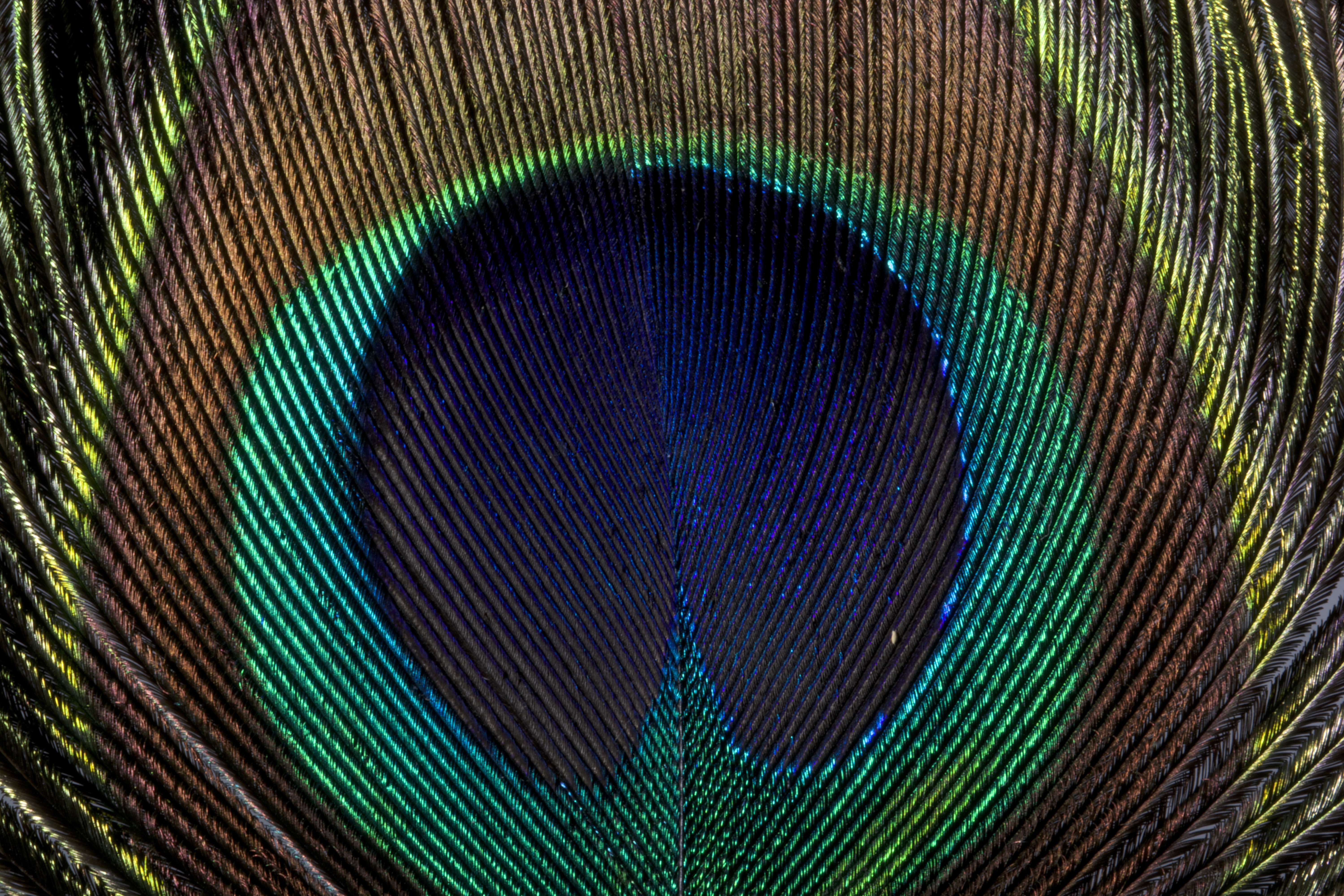 Peacock, Bird, Blue, Color, Colorful, HQ Photo
