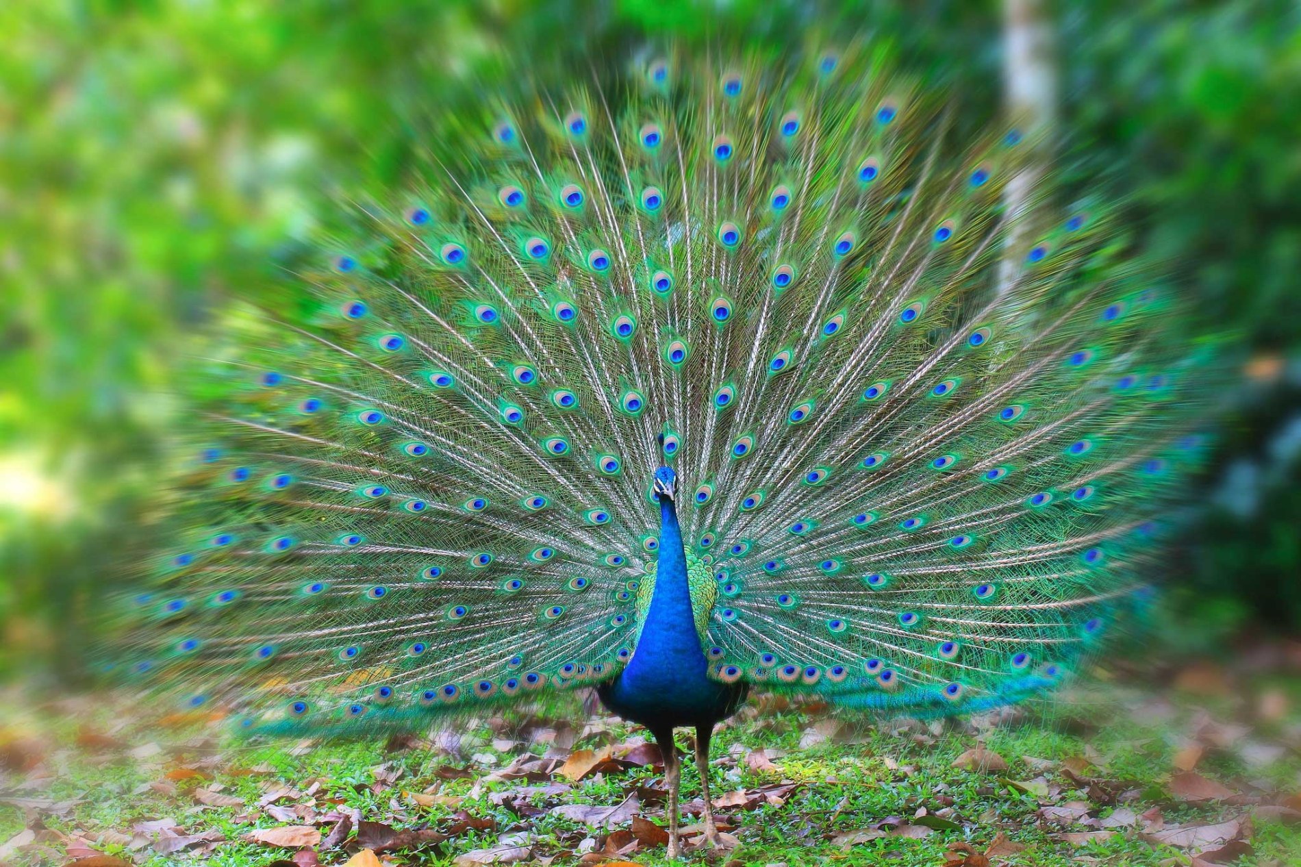 National Bird Of India | Indian National Bird | Peacock | RitiRiwaz
