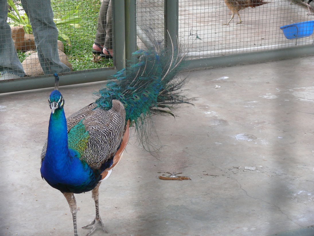 Peacock, Bird, Zoo, HQ Photo