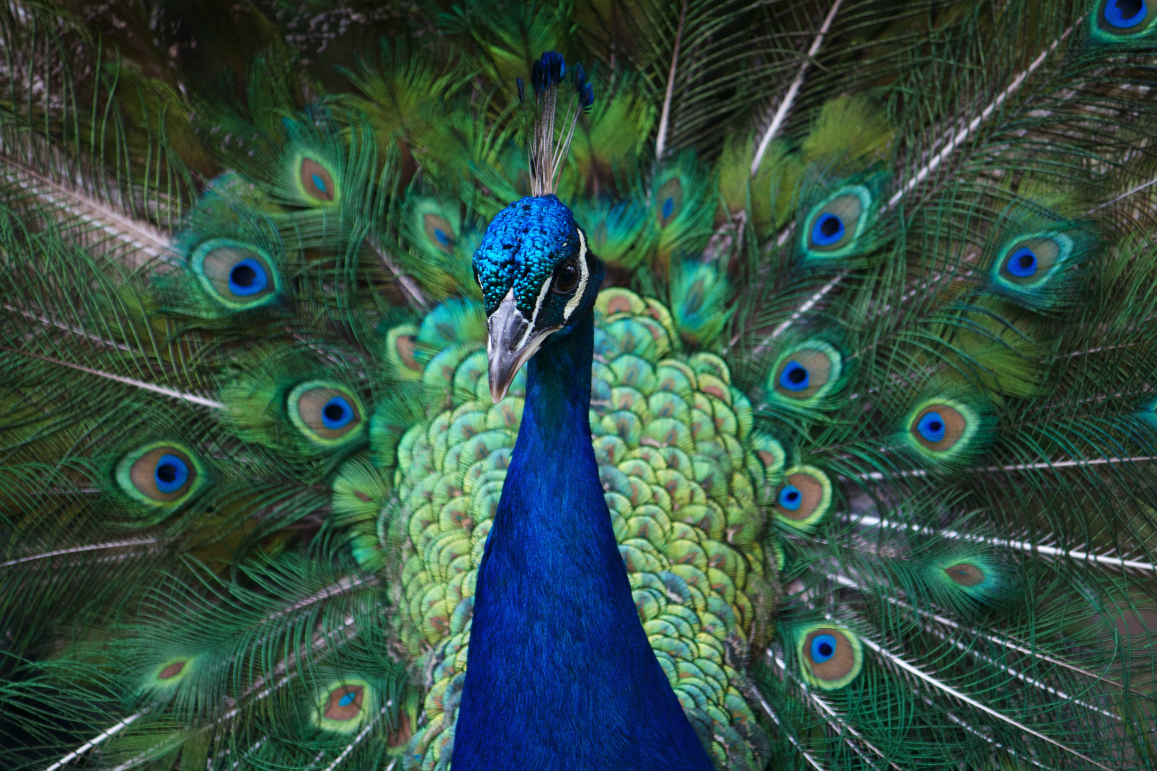 Peacock, Animal, Male, Wildlife, Tail, HQ Photo