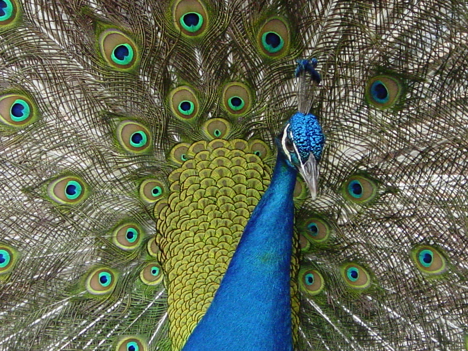 Peacock, Animal, Bird, Blue, Bspo06, HQ Photo